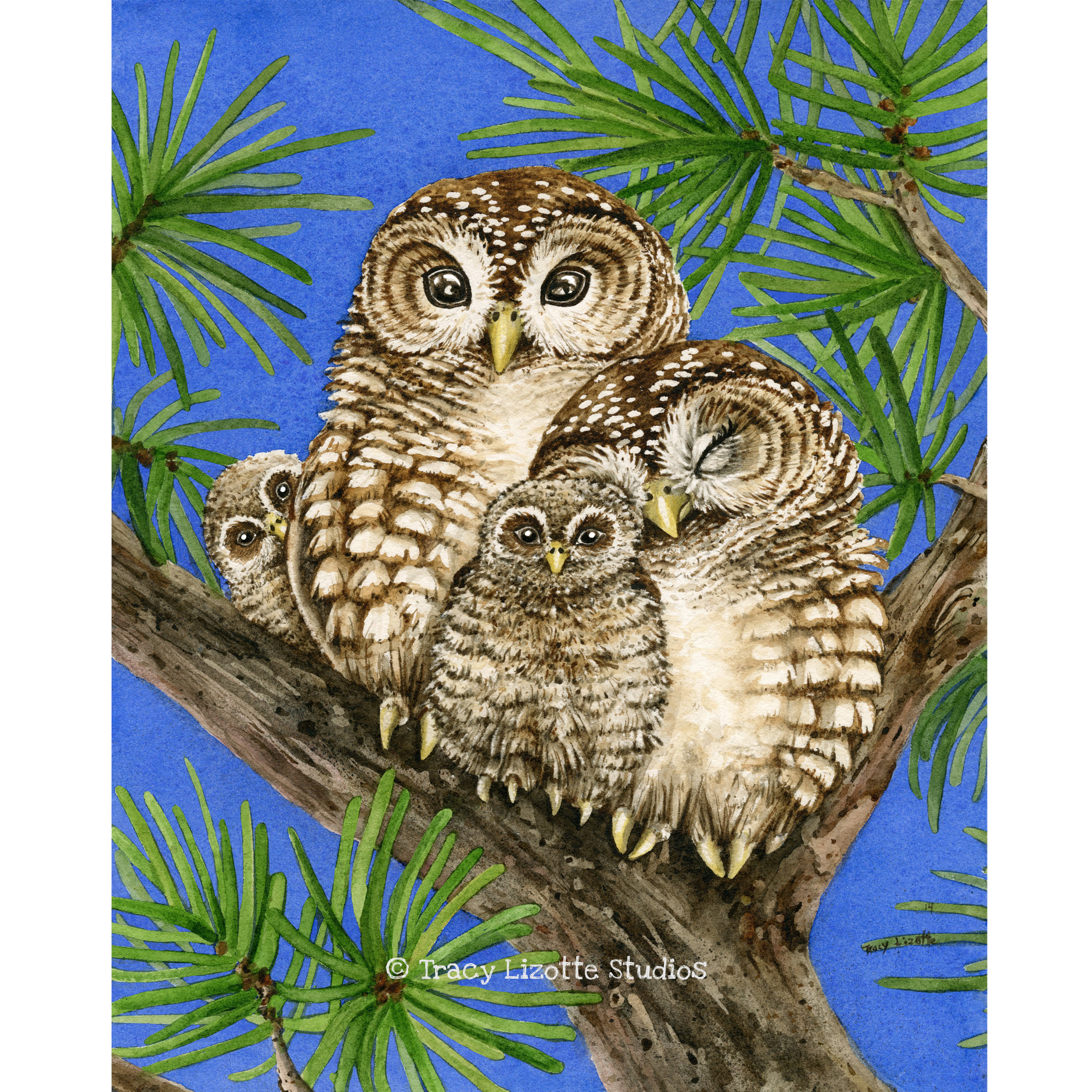 Семья сов картинки