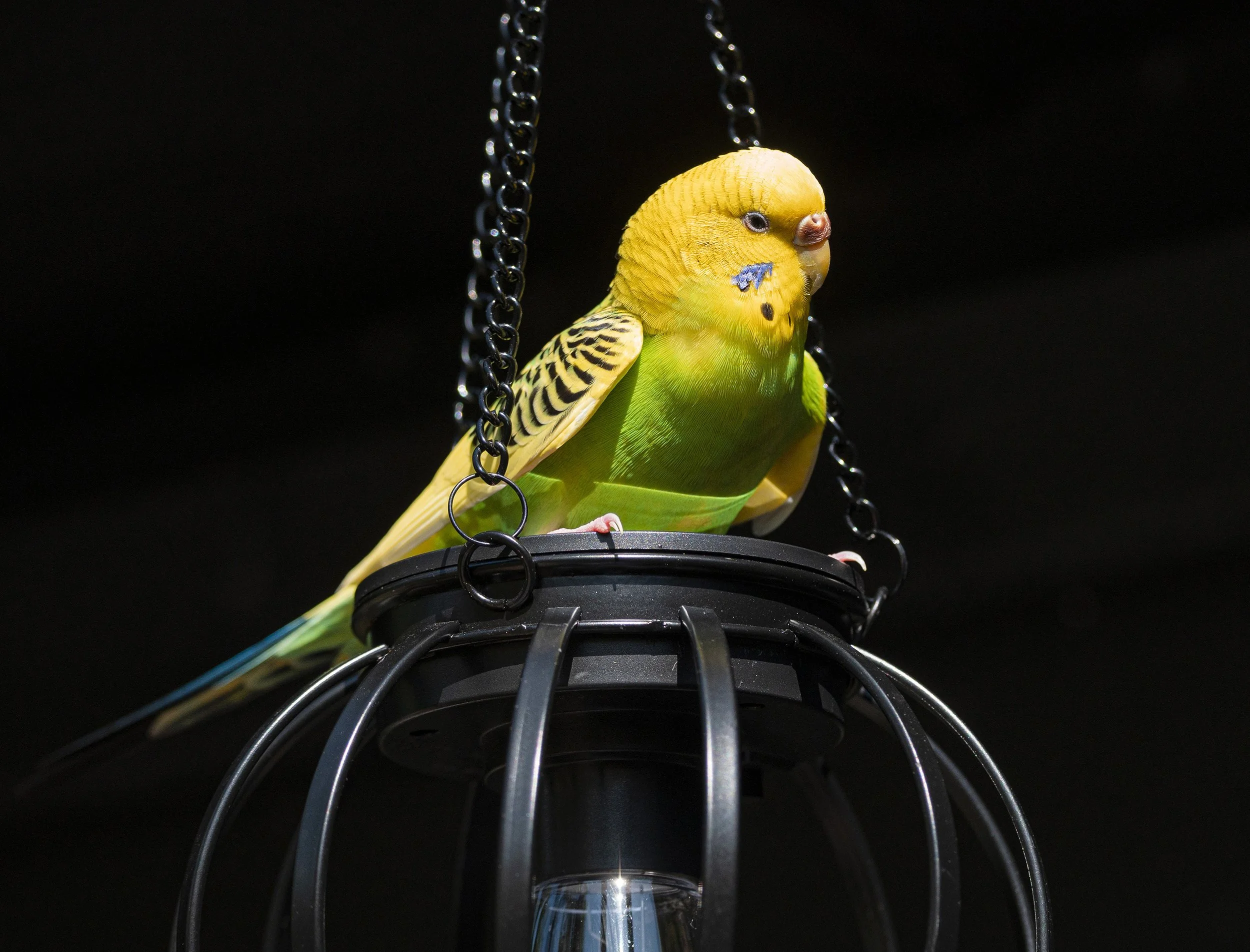 BH130 Refugee Budgie. This little lady bird flew in one day while I was reading on my back deck. I reached out to find the owner, but had no success. I have a bird now.