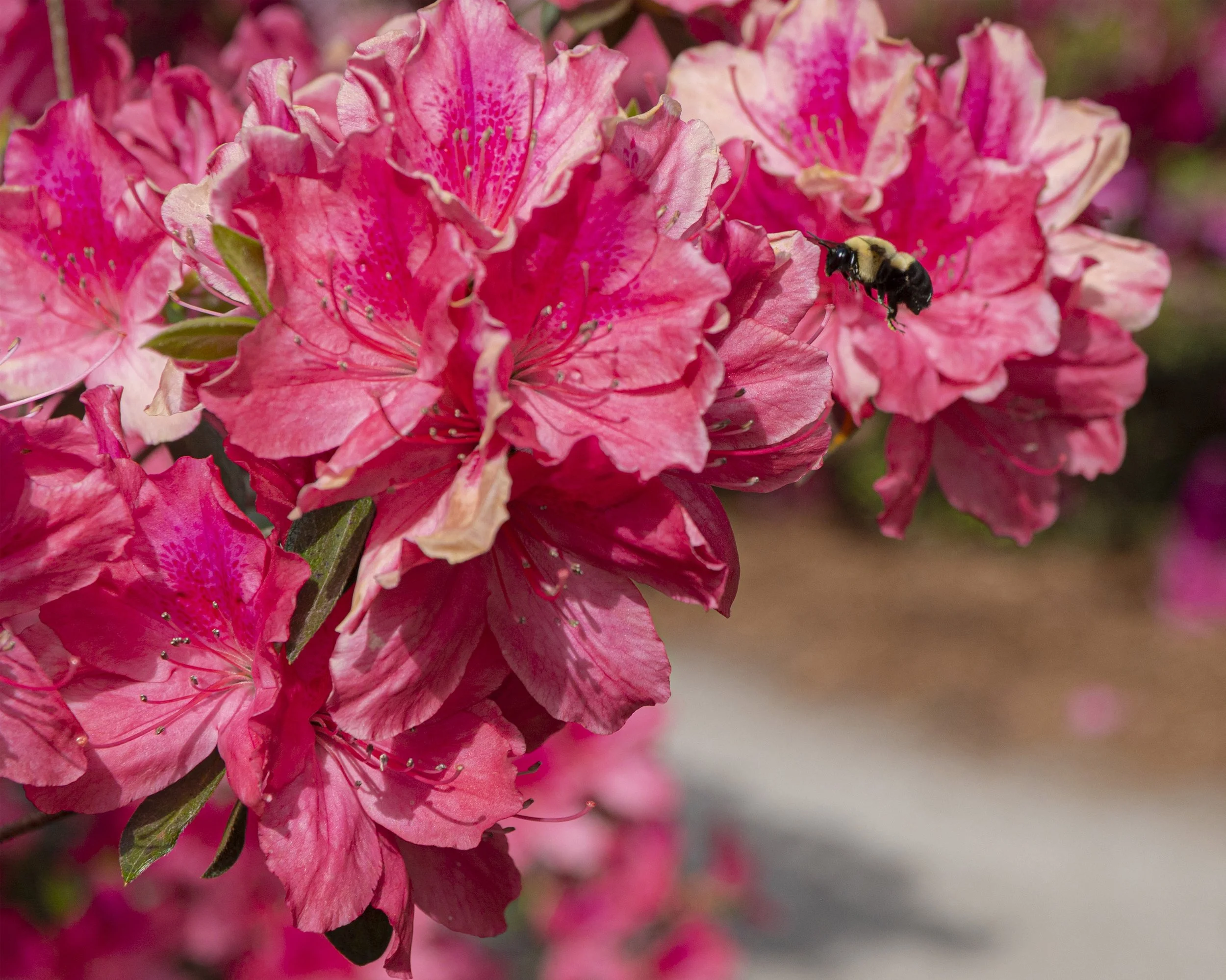 L85 Cumberland Island