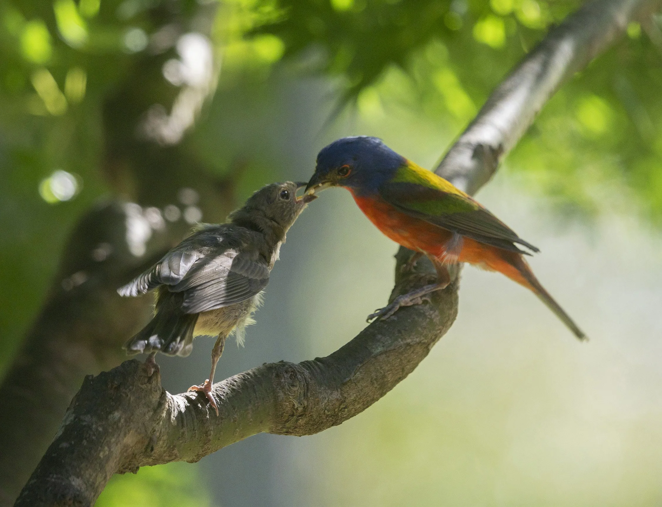 BH131 Painted Bunting Papa feeding