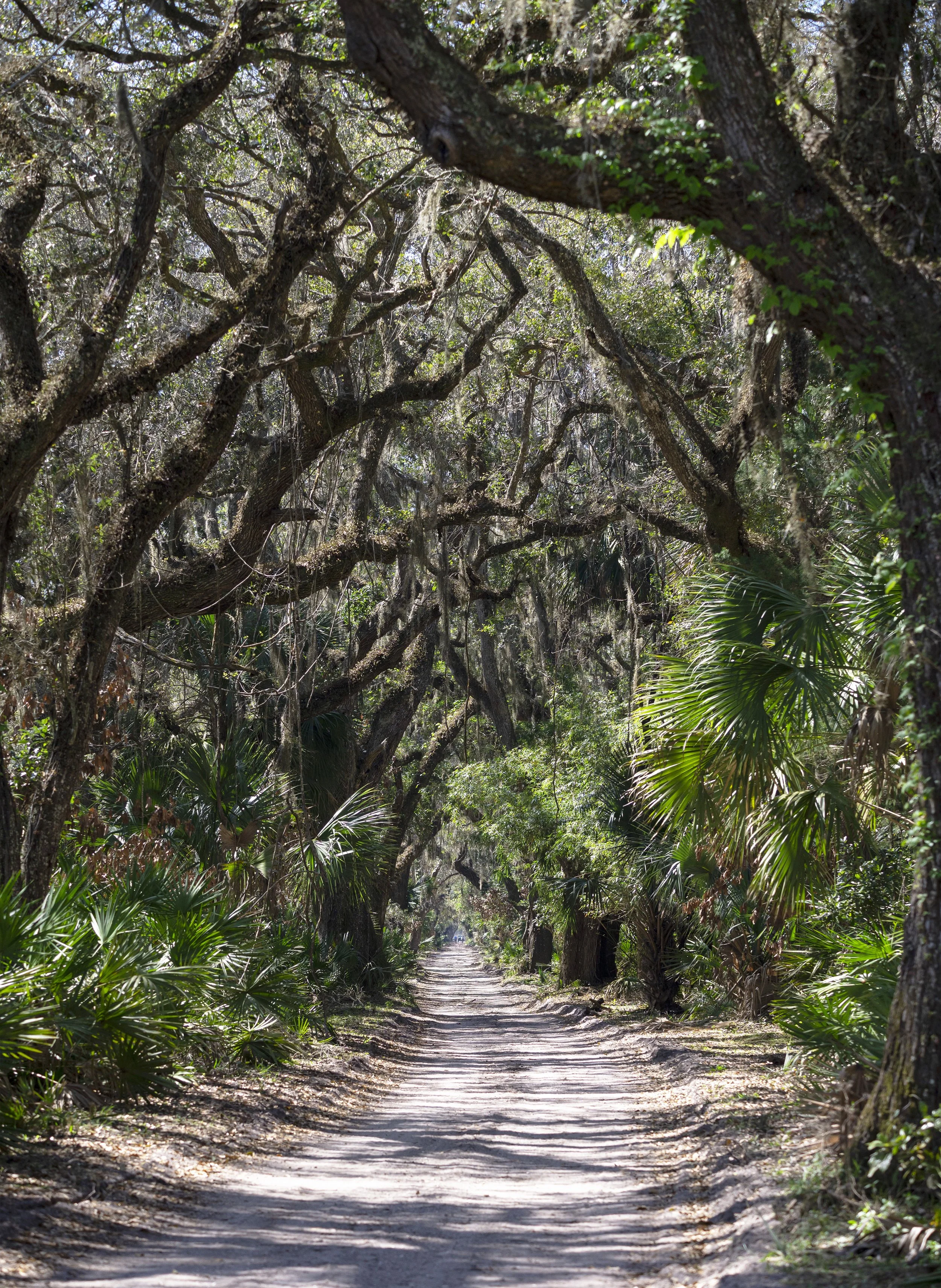 L86 Cumberland Island
