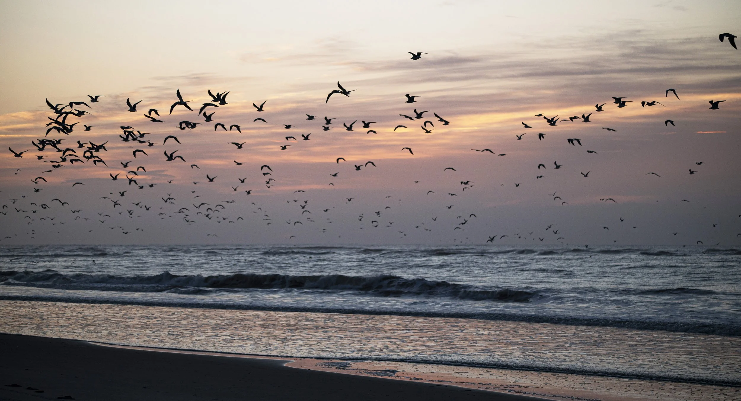 L92 Kiawah Island Seabirds