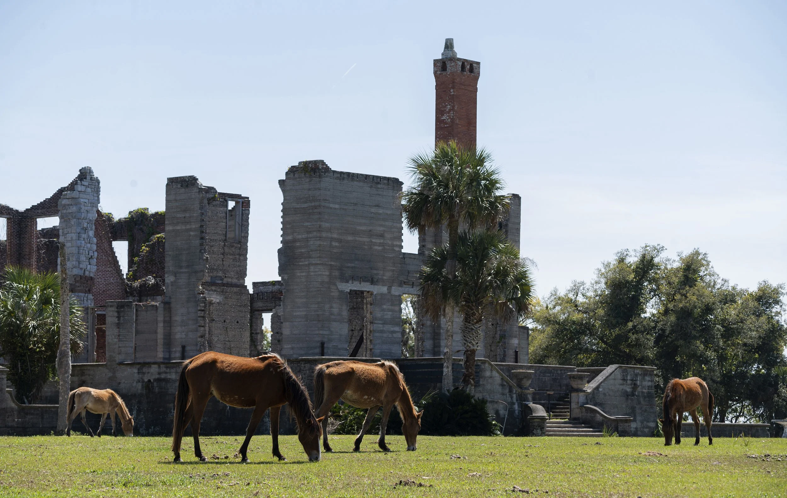 L84 Cumberland Island