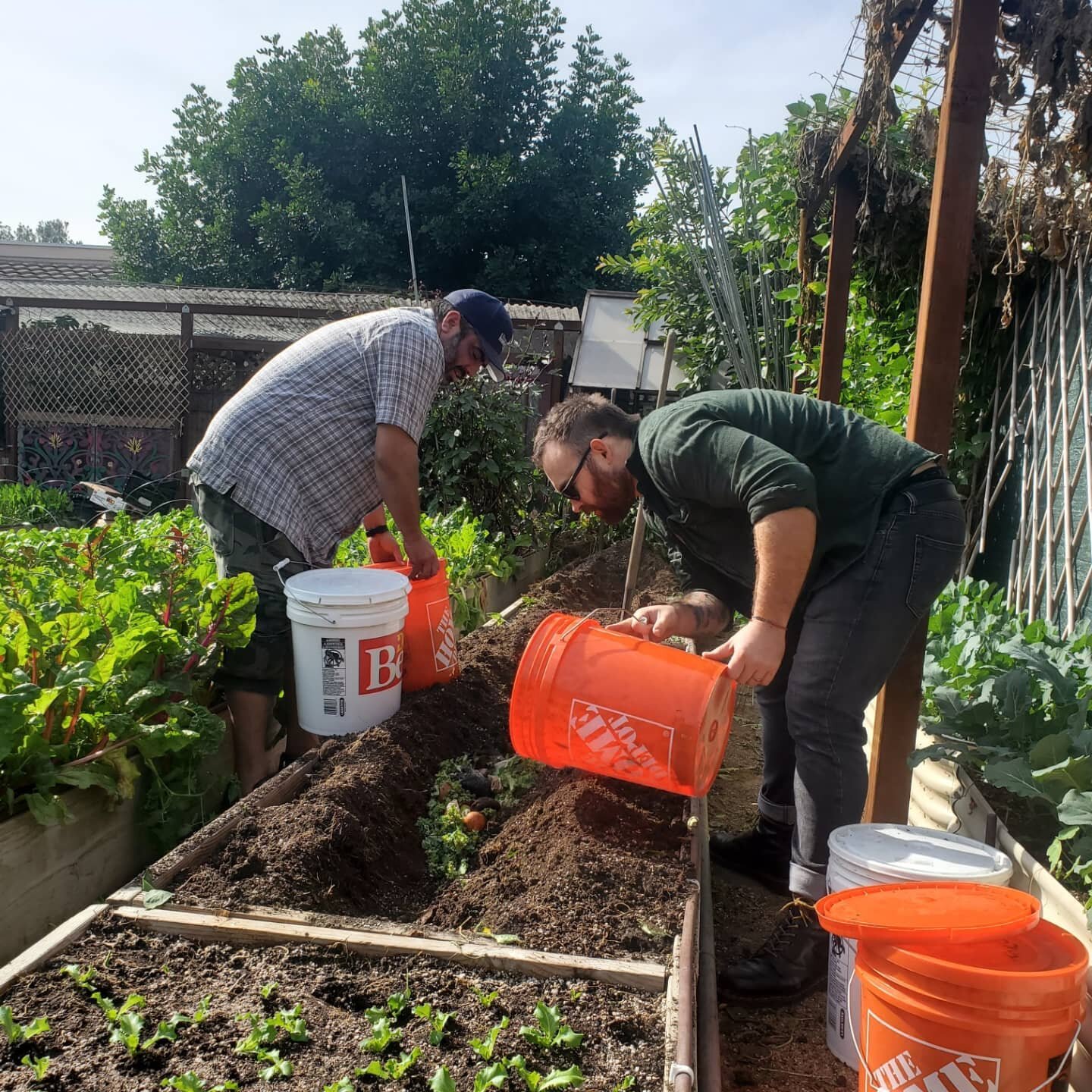 Growing soil #trenchcomposting 
#regenerativefarming #foodscraps#urbanfarming #raisedbeds #compost #soil