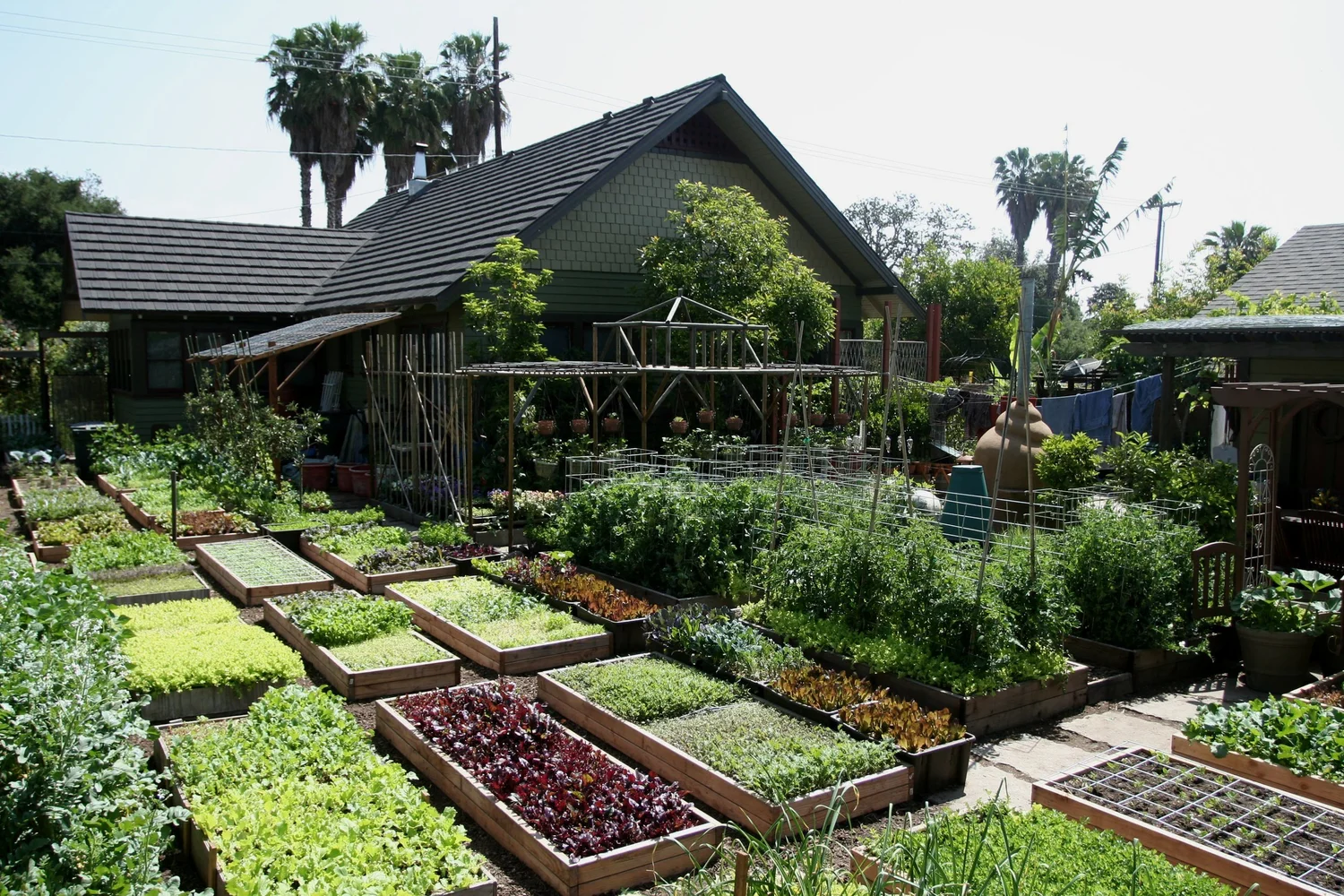 Urban Homestead