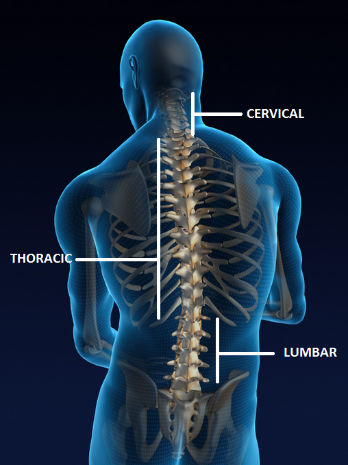 Thoracic Spine Anatomy and Upper Back Pain