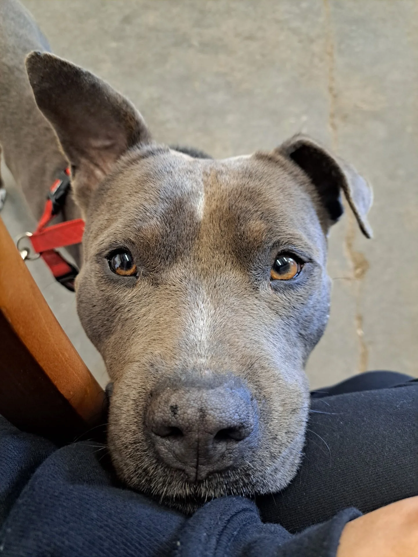 Part TWO of SOME of the Botan animal friends 🫶🏼 (and one surprise)  but so many of these friends were adopted from the @caspca among other animal shelters/rescues &mdash; and if you want to see more animals like our cute lil fellas being adopted (a