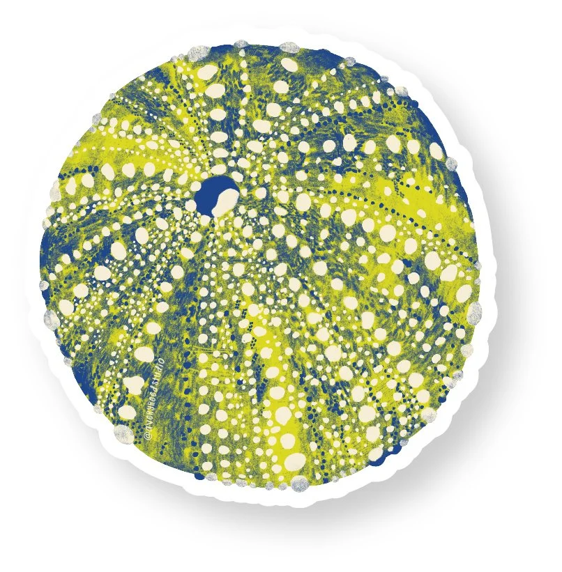 Urchin - shop image.jpg