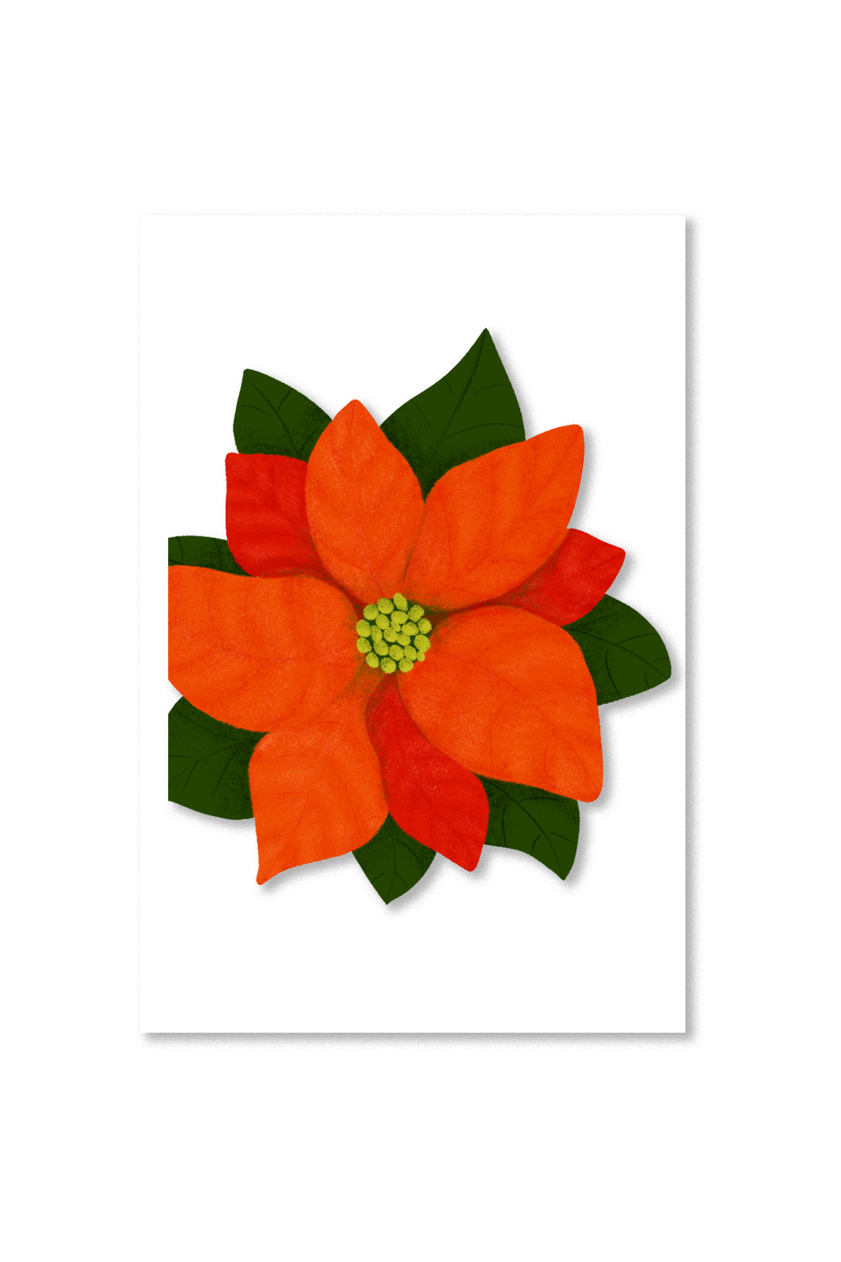 Poinsetta-Shop Image.png