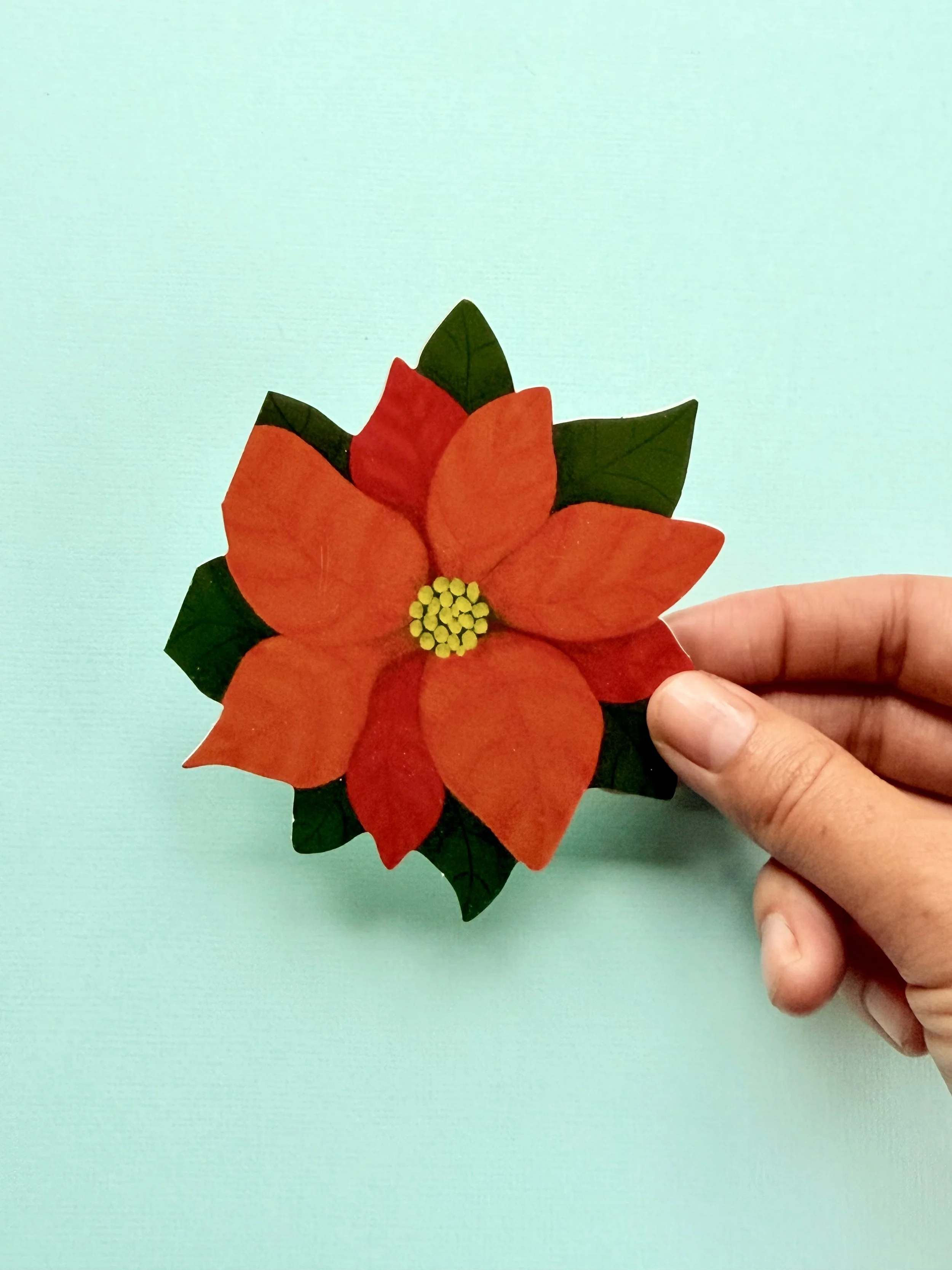 Poinsetta - 2.jpeg