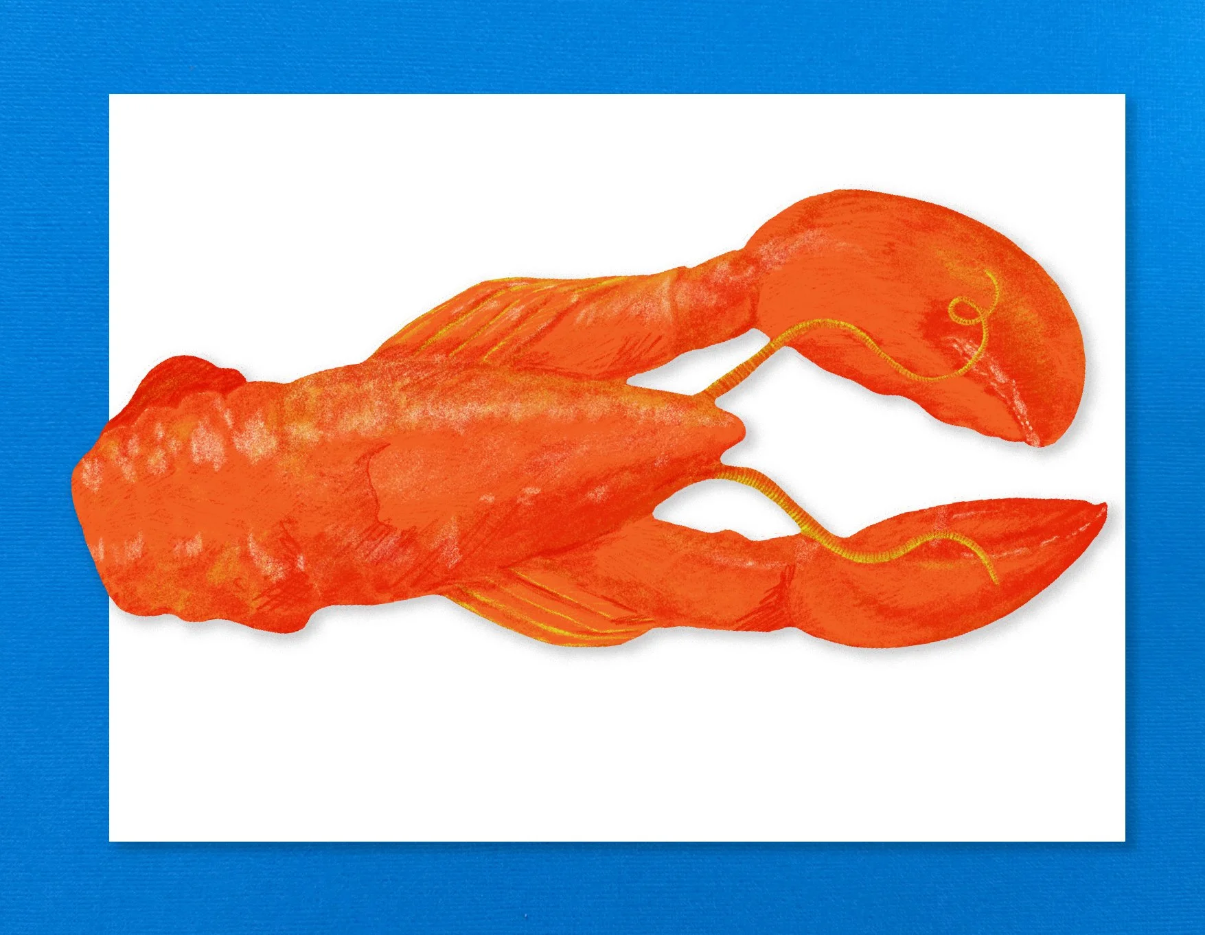 Lobster - shop image.jpg