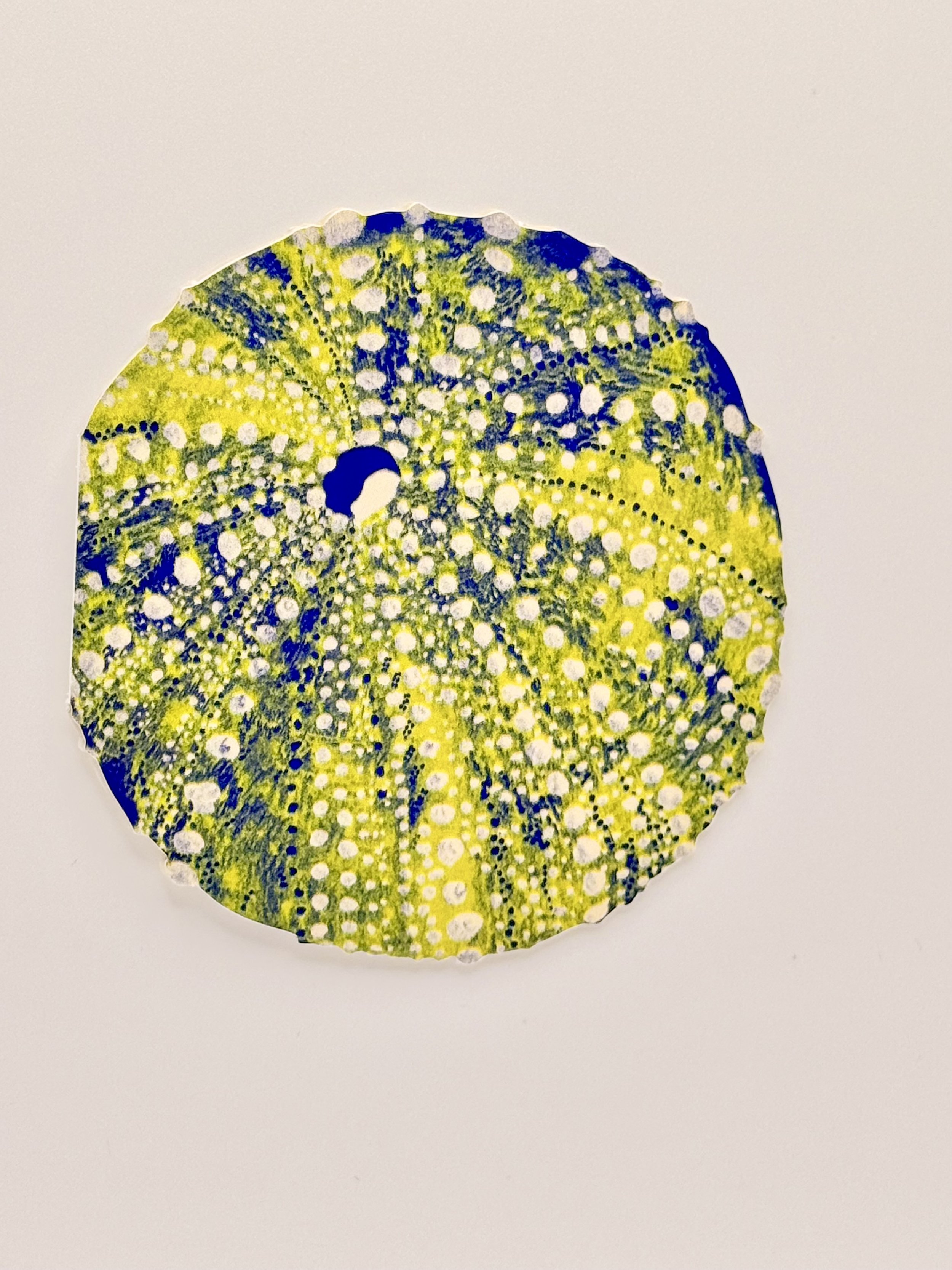 Urchin -3.jpeg