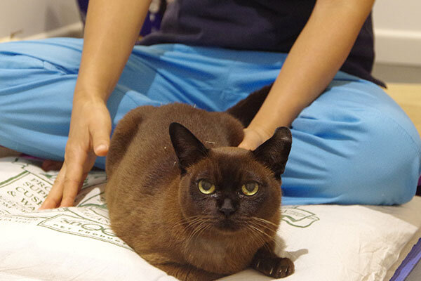 acupuncture-cat2.jpg