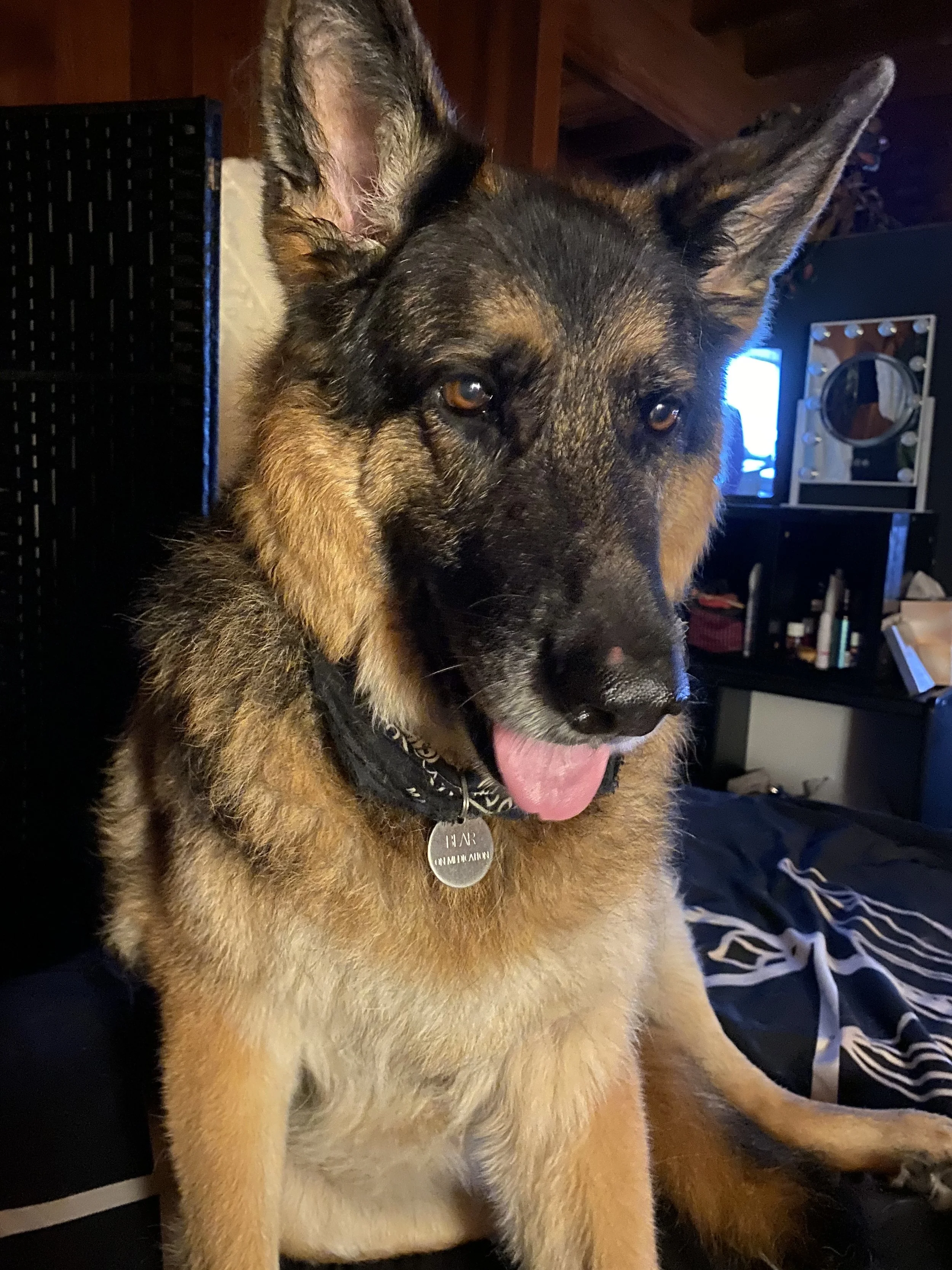 Bear Hemangiosarcoma (Cancer) IMG_2406.JPG