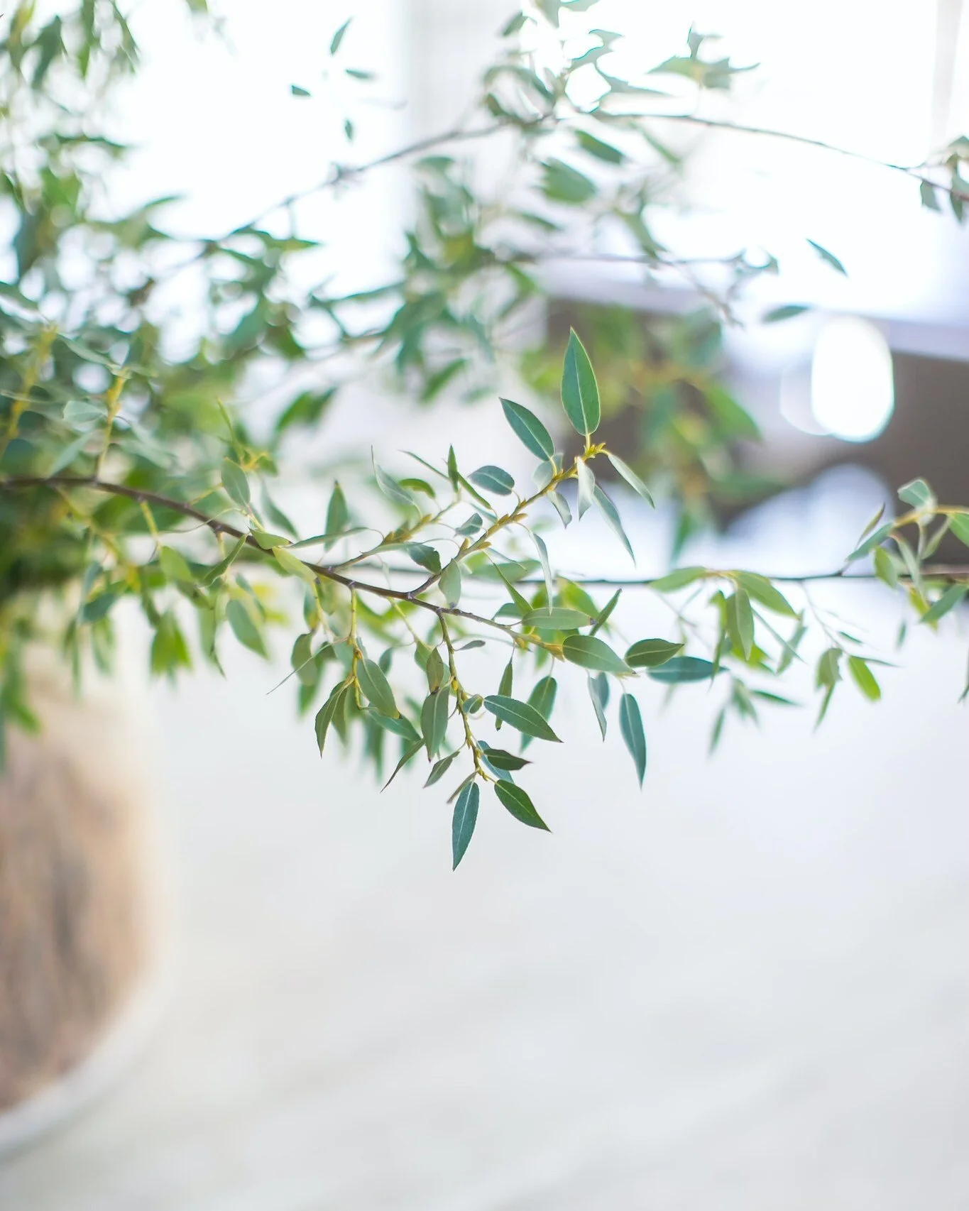 Every project isn&rsquo;t complete until we add some plants and fresh florals! Here are my top 6 recommendations for house plants that will instantly add natural color and brighten every room in your home! I promise it will lift your mood instantly a