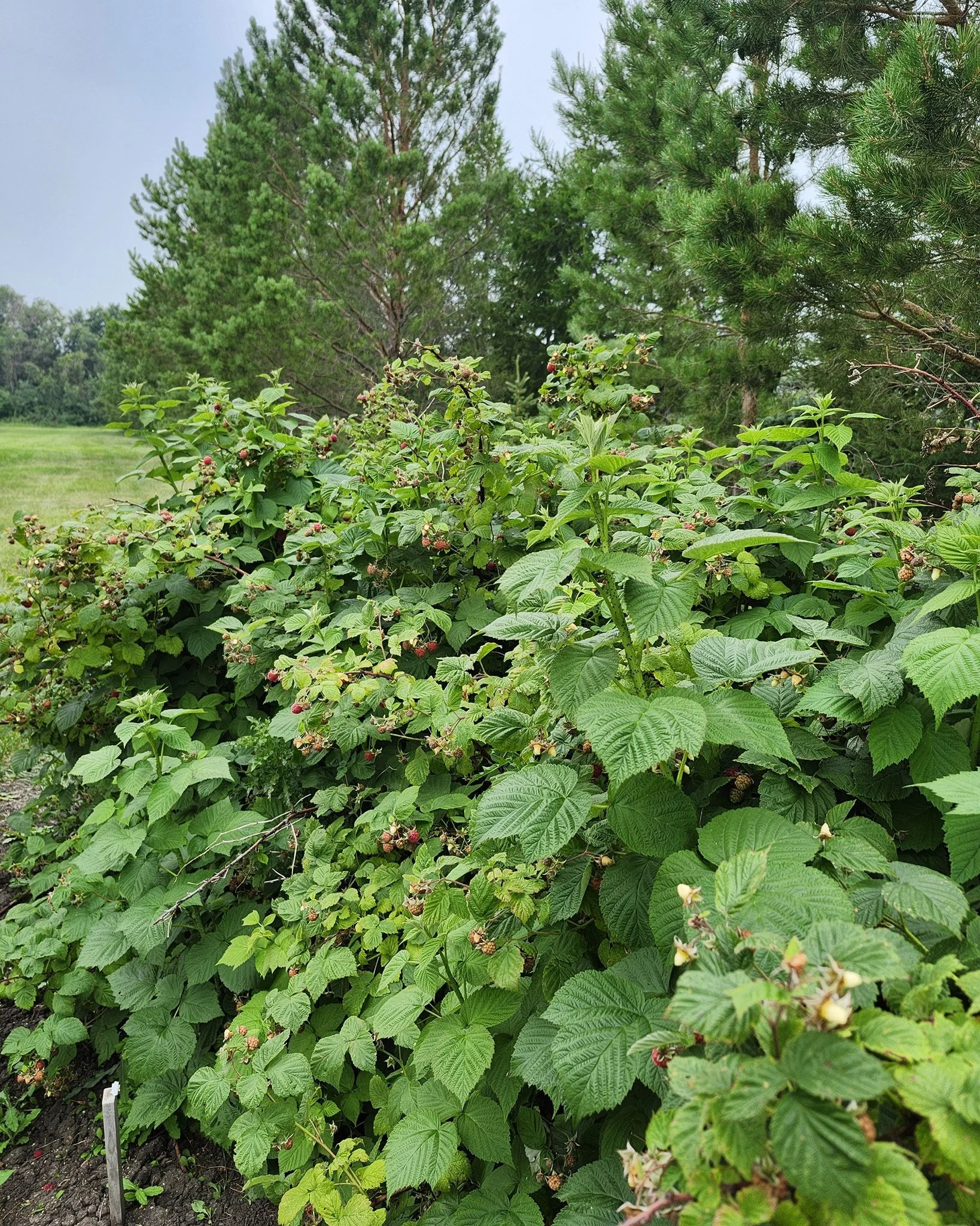 Our raspberry patch is ripe and ready! Visit the barn, leave a donation, and take home some tasty treats.  We're open 9:30 - 4:30 every day this summer!

If you want to pick your own, it's recommended to wear some long pants and bring your own bucket