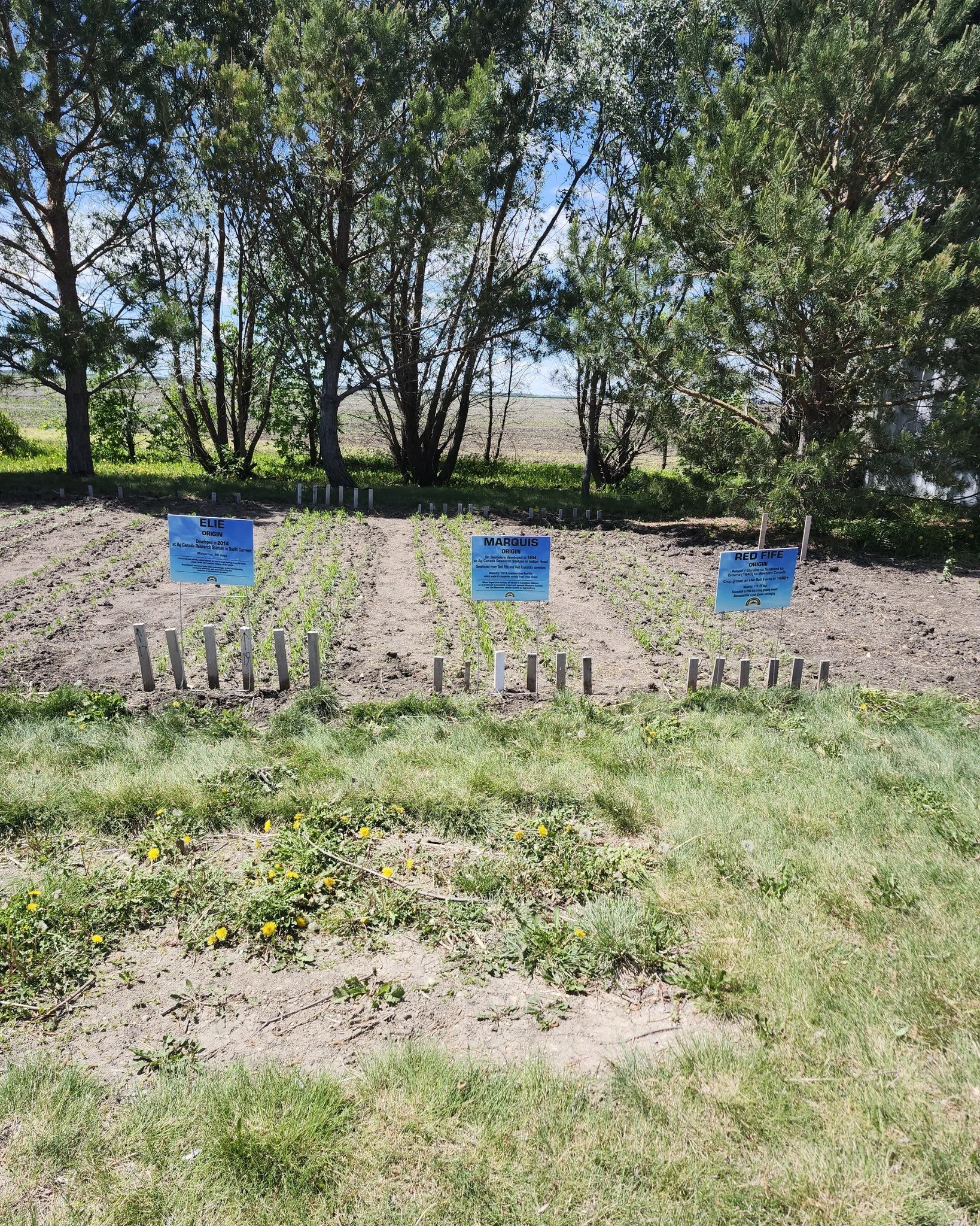 The Bell Barn's historic wheat plot is already showing growth!

This year, we have three varieties of wheat growing in our historic wheat plot: Red Fife, Marquis, and a modern variety of Elie.

Red Fife has a maturity date of 110-125 days. This wheat