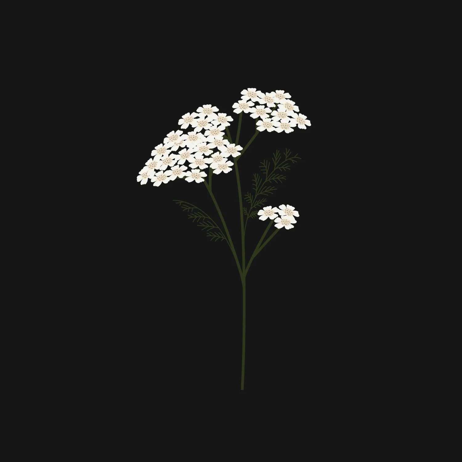 Yarrow.jpg