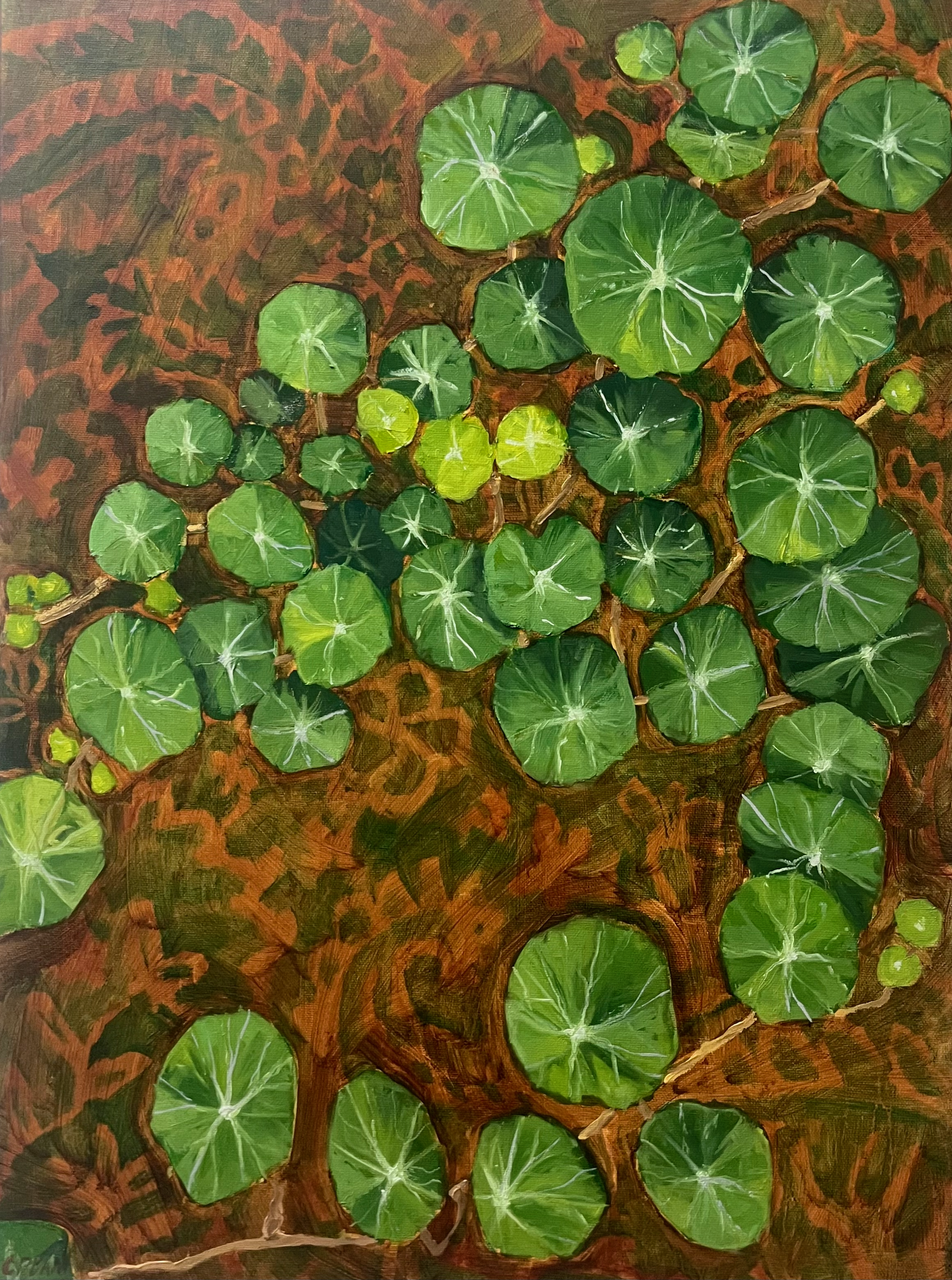 Nasturtiums