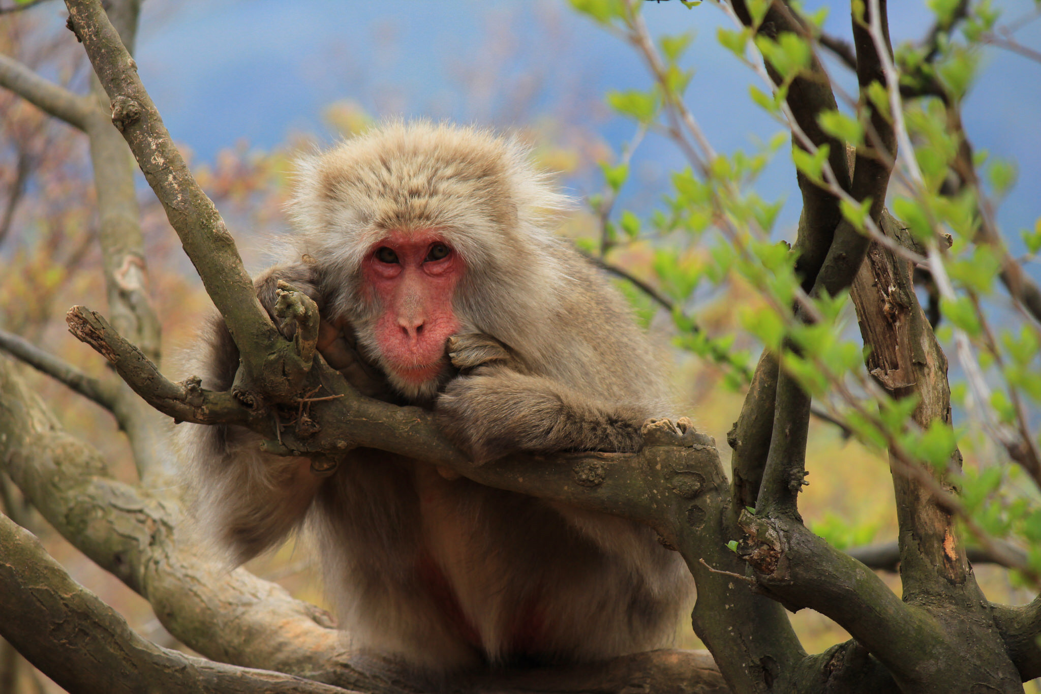 A Japanese macaque monkey at the Arashiyama Bamboo Forest & Monkey Park. 