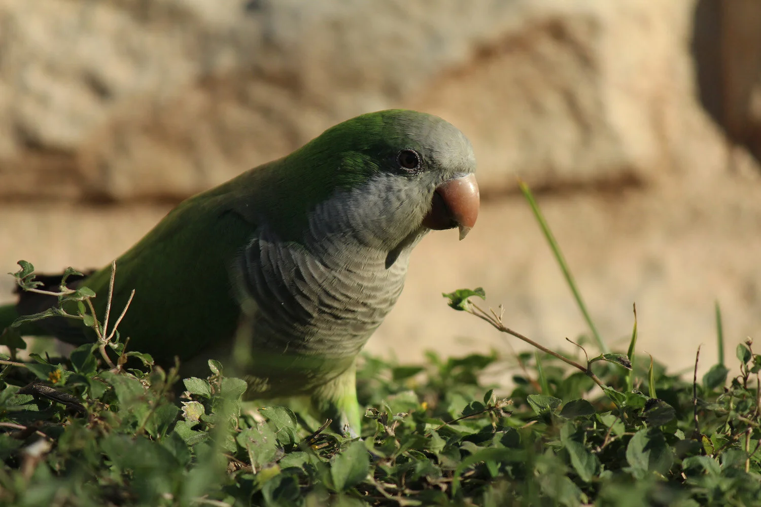 A flock of green parakeets meander around Ladybird Lake in Austin, Texas.