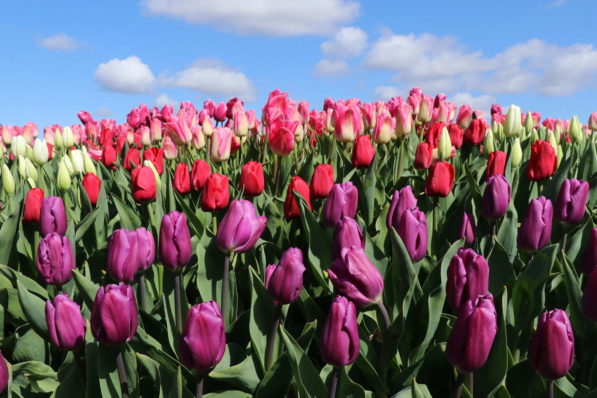 Blue sky day over the 2021 Skagit Valley Tulip Festival. 
