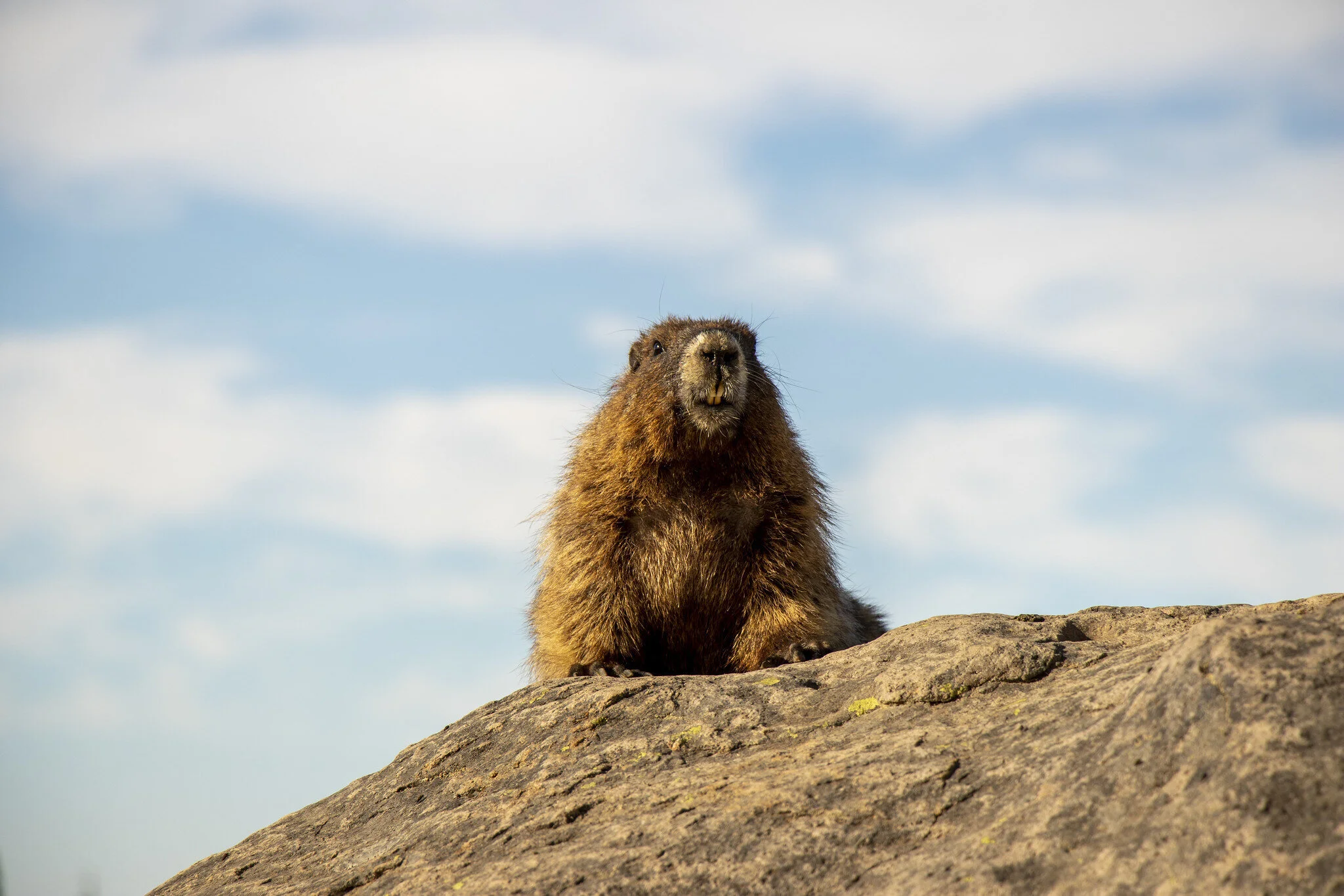 A marmot along the Skyline Trail at Mt. Rainier National Park.