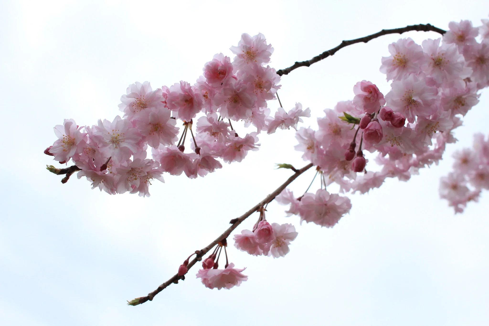 Cherry blossoms in bloom in Japan.