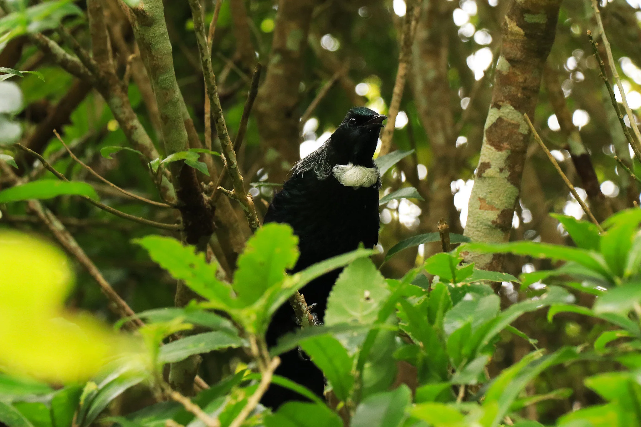 Tui sharing a song in New Zealand.