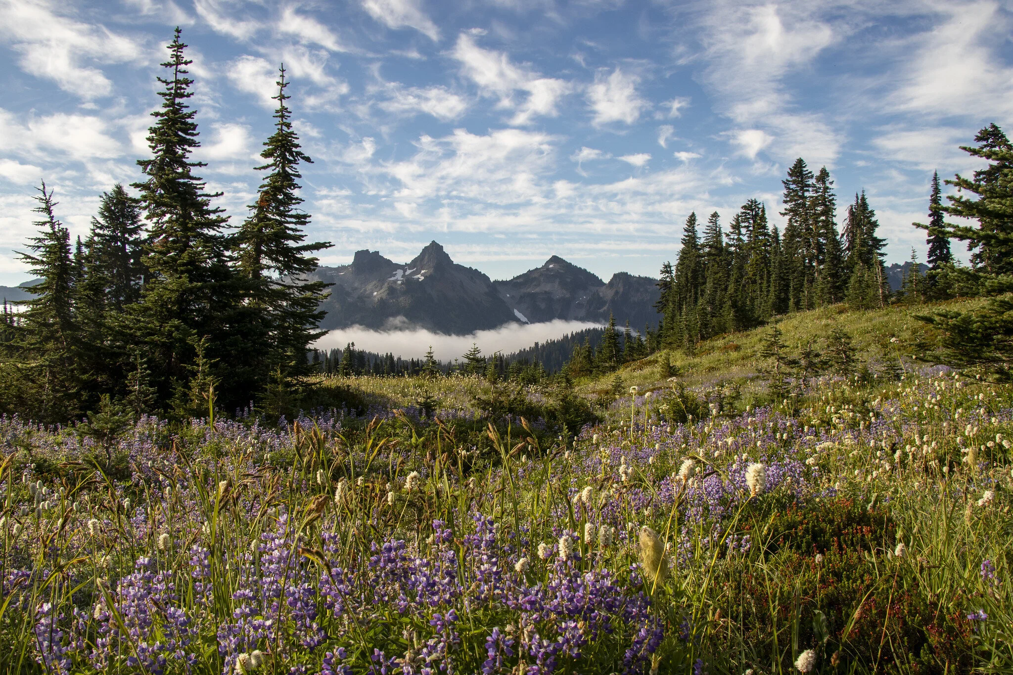 Purple lupines still in bloom in September at Mount Rainier National Park. 
