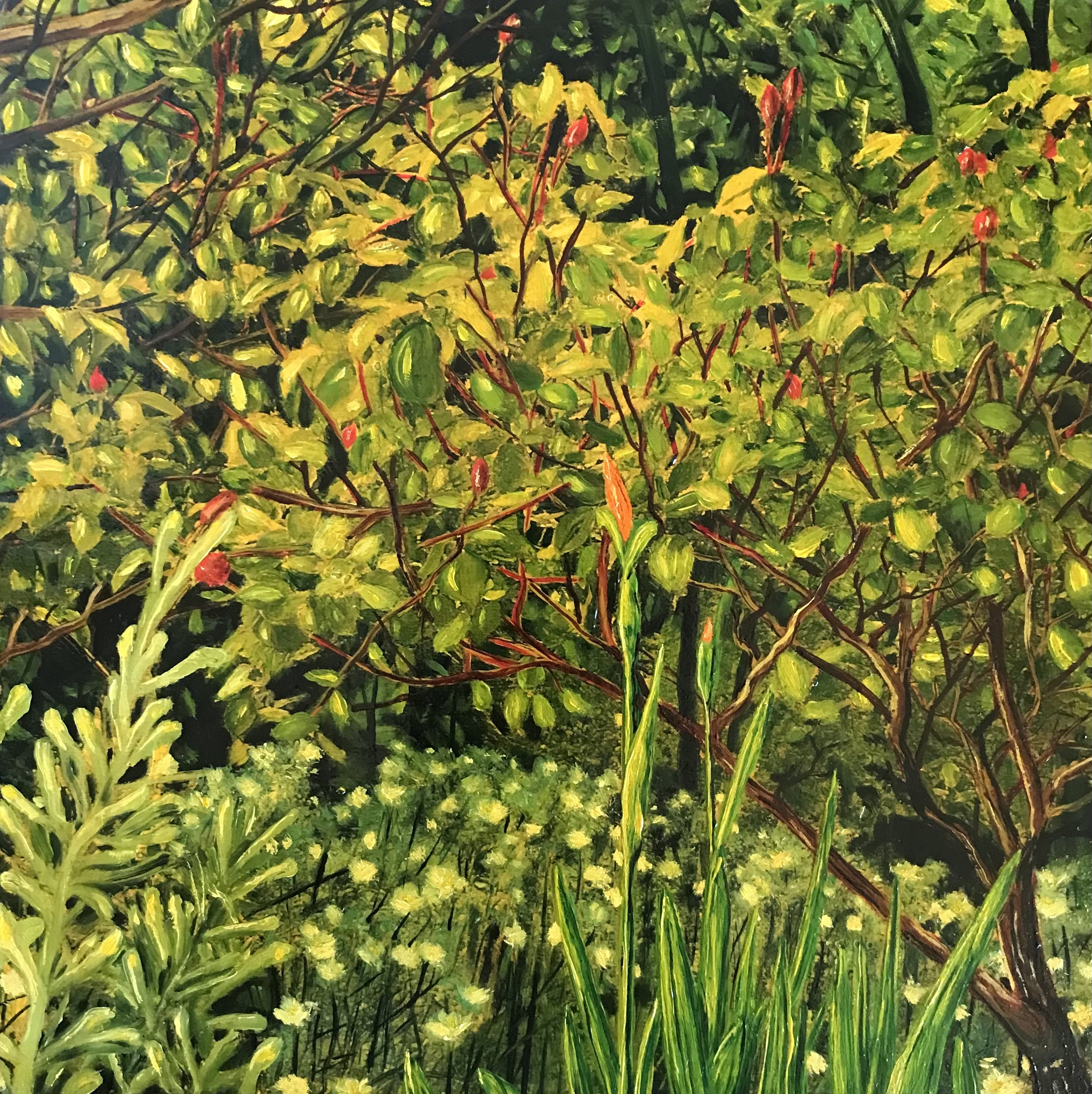 Blackheath Garden, 2022, oil on canvas, 20x20cm