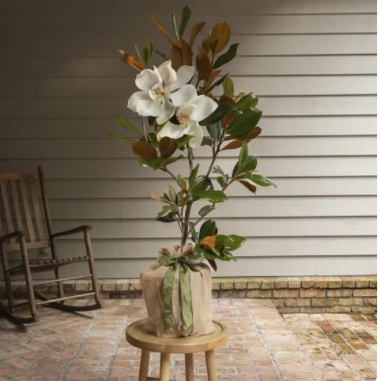 Southern Magnolia Tree