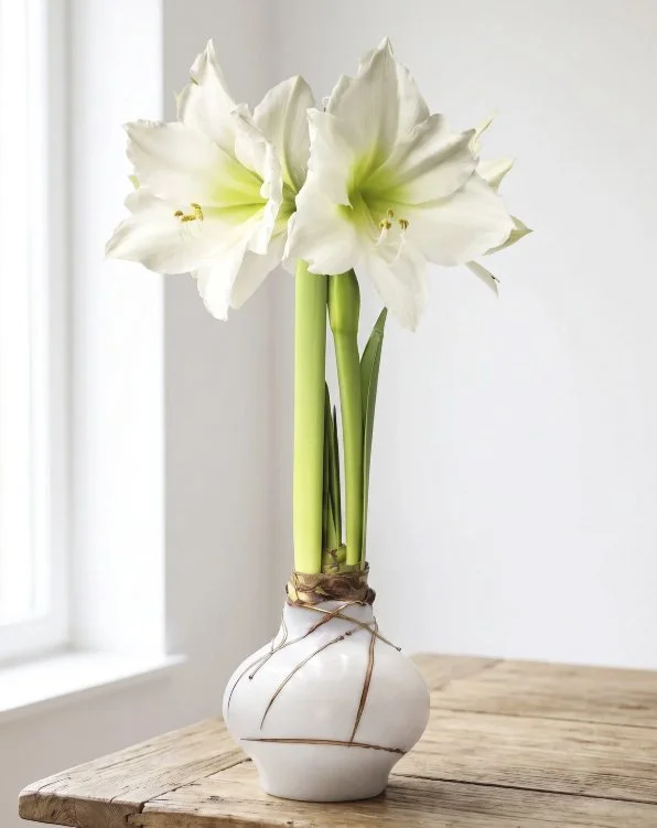 White Amaryllis Bulb Covered in White and Gold Wax
