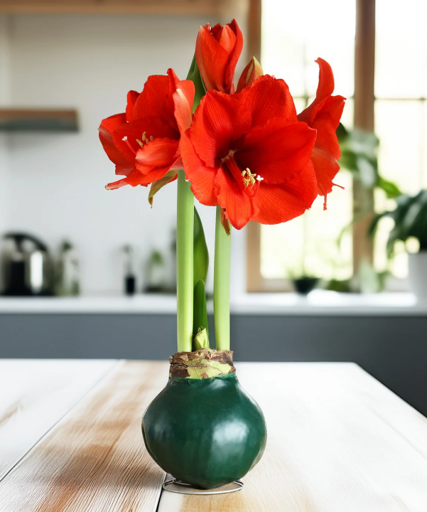 Red Amaryllis Bulb Covered in Green Wax