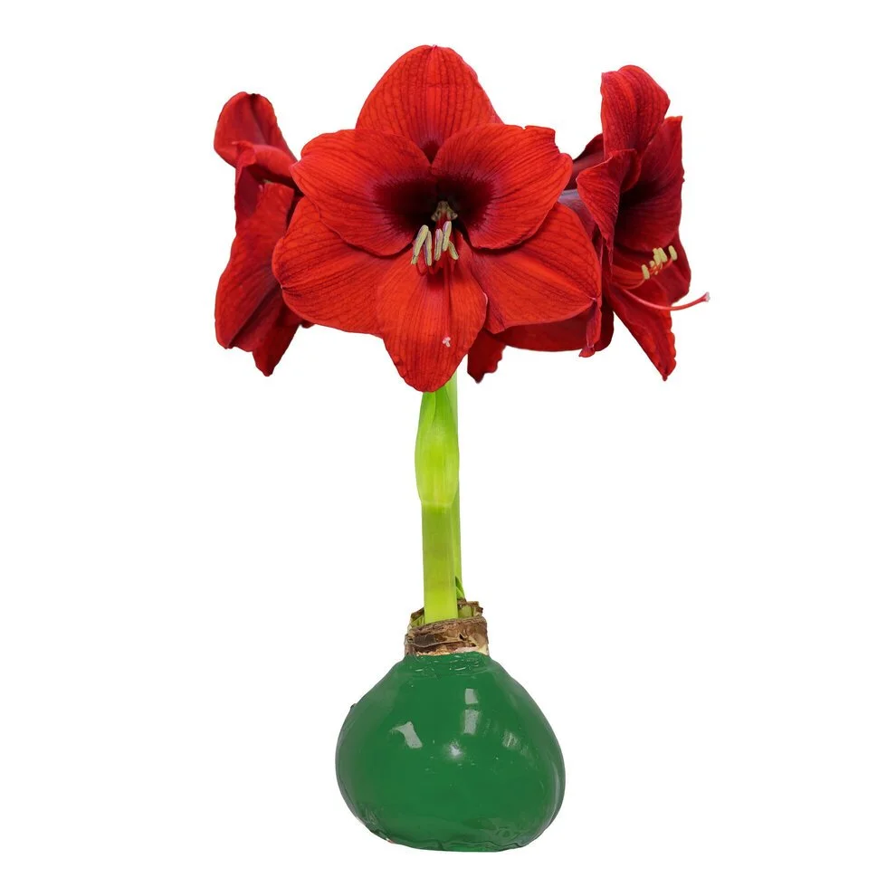 Red_Flower_Green_Lacquer-nyjg9z5n-3_large.jpg
