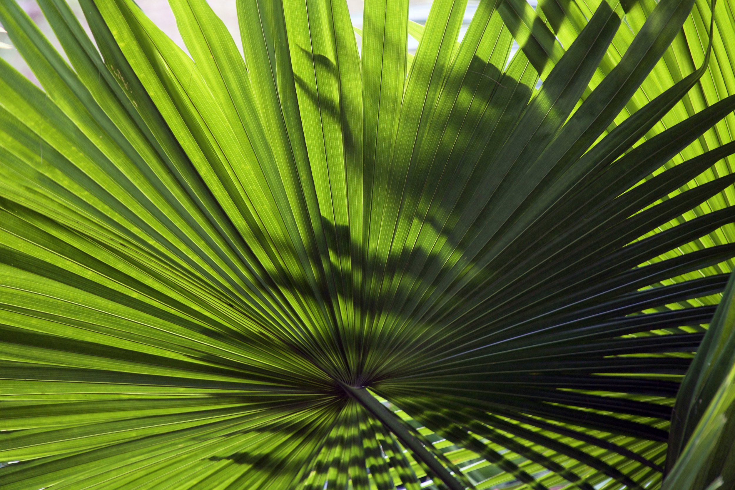 Close-up of a green palm leaf with sunlight filtering through