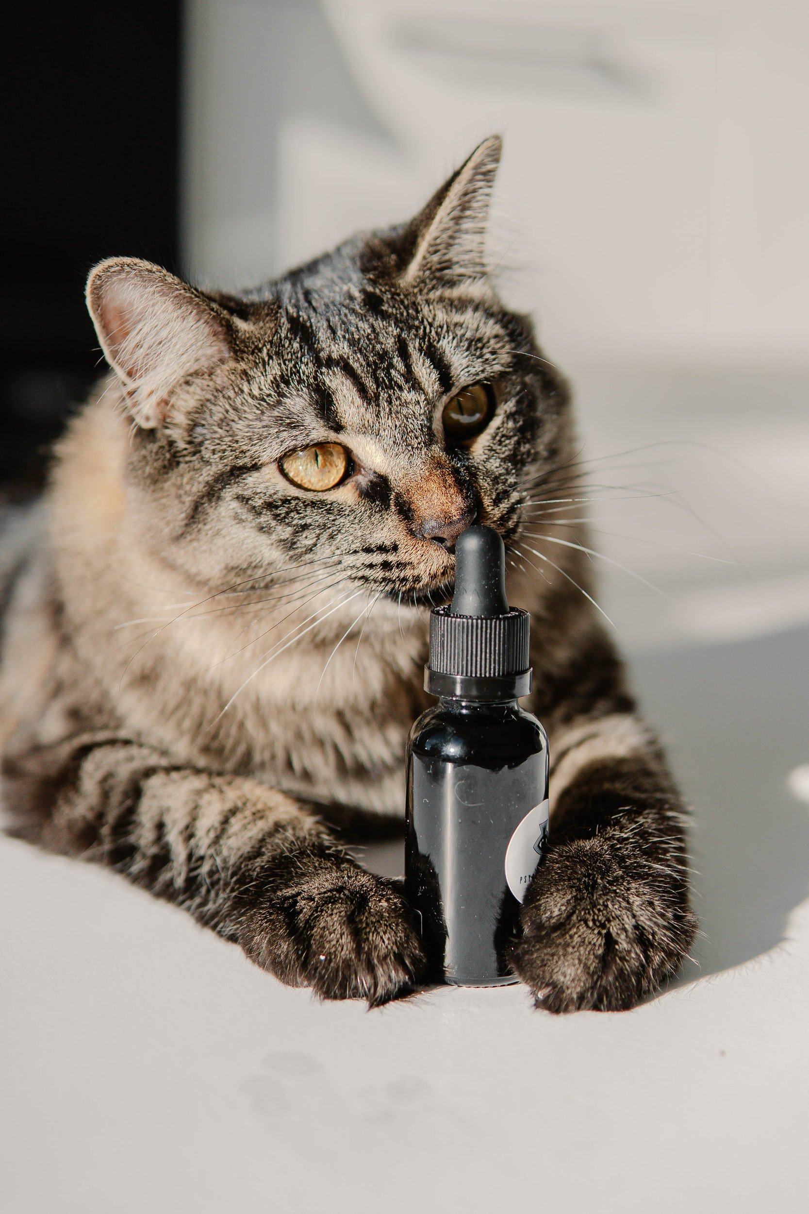 CBD und Katzen – Alles, was Sie wissen sollten