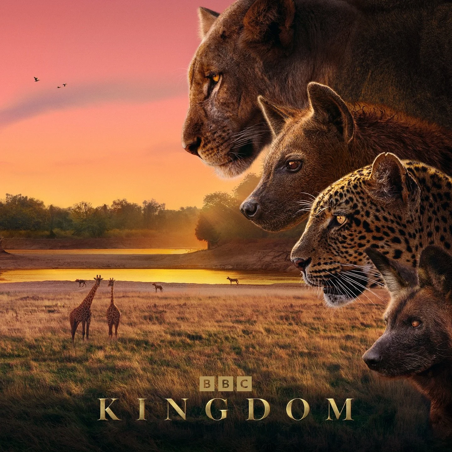 Additional writing for Segun Akinola