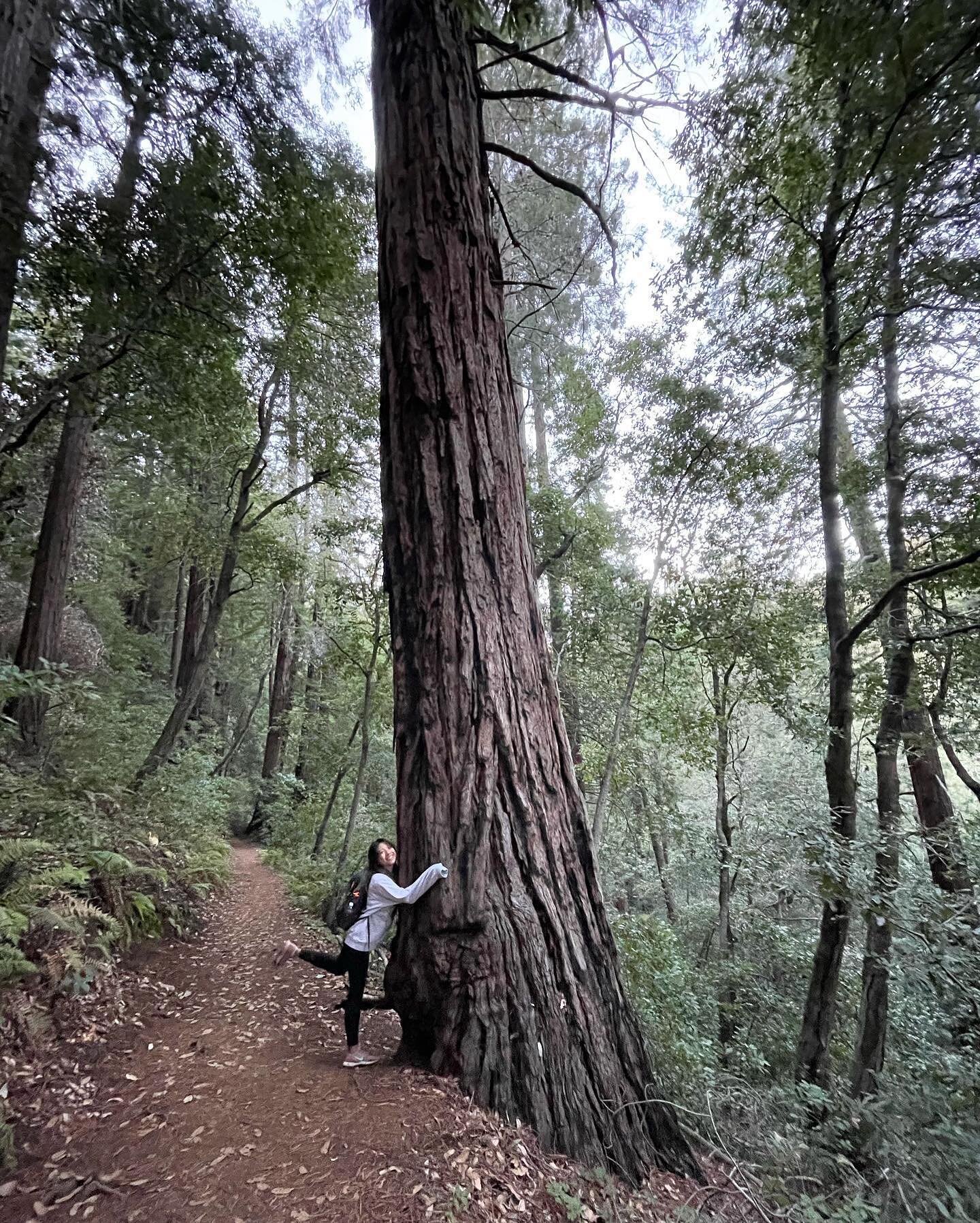 🌿 Giant trees that put life in perspective #thursdaythoughts #redwoods
.
.
.
.
.

.
.⠀⠀⠀⠀⠀⠀⠀⠀⠀
.⠀⠀⠀⠀⠀⠀⠀⠀⠀
.⠀⠀⠀⠀⠀⠀⠀⠀⠀
.⠀⠀⠀⠀⠀⠀⠀⠀⠀
#iamwellandgood #goodmoves #melissapilates #sosheslays #phillyblogger #beautyblogger #bewellphilly #athleisure #pilatesin