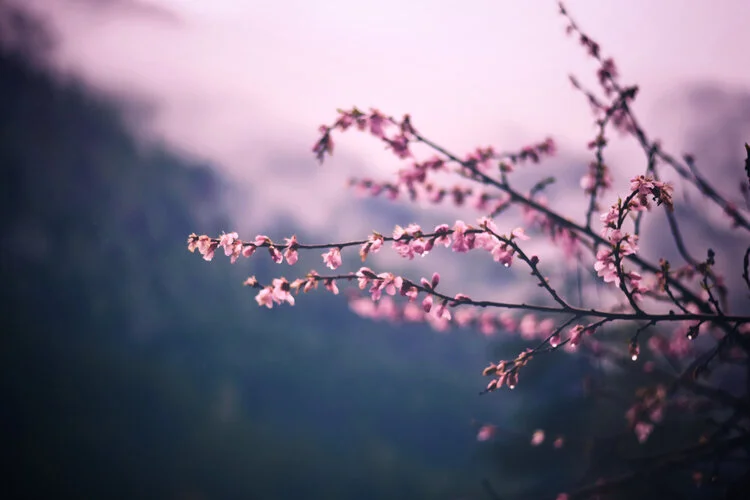 Navigating the Spring Season with Ayurveda