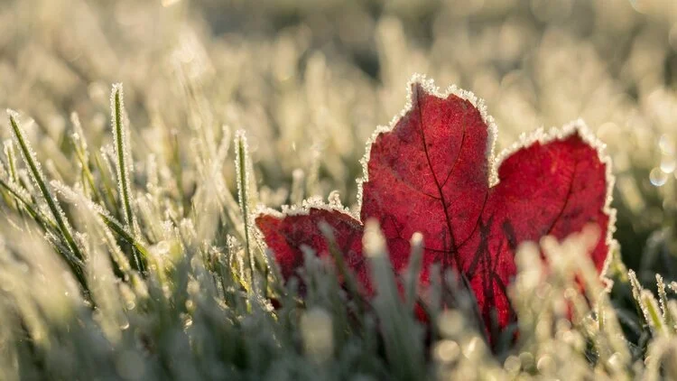 Navigating the Winter Season with Ayurveda