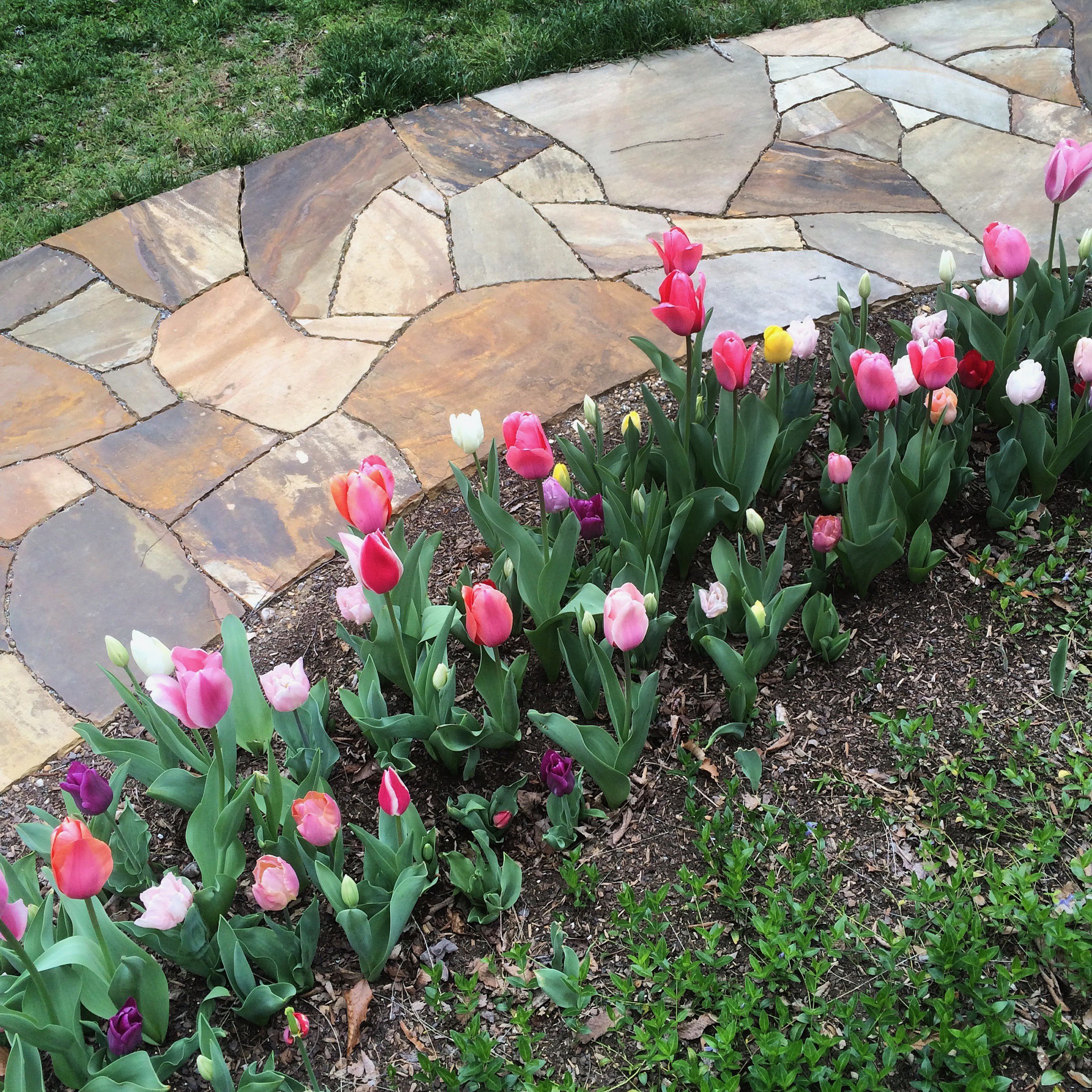 Brown Tennessee sandstone path