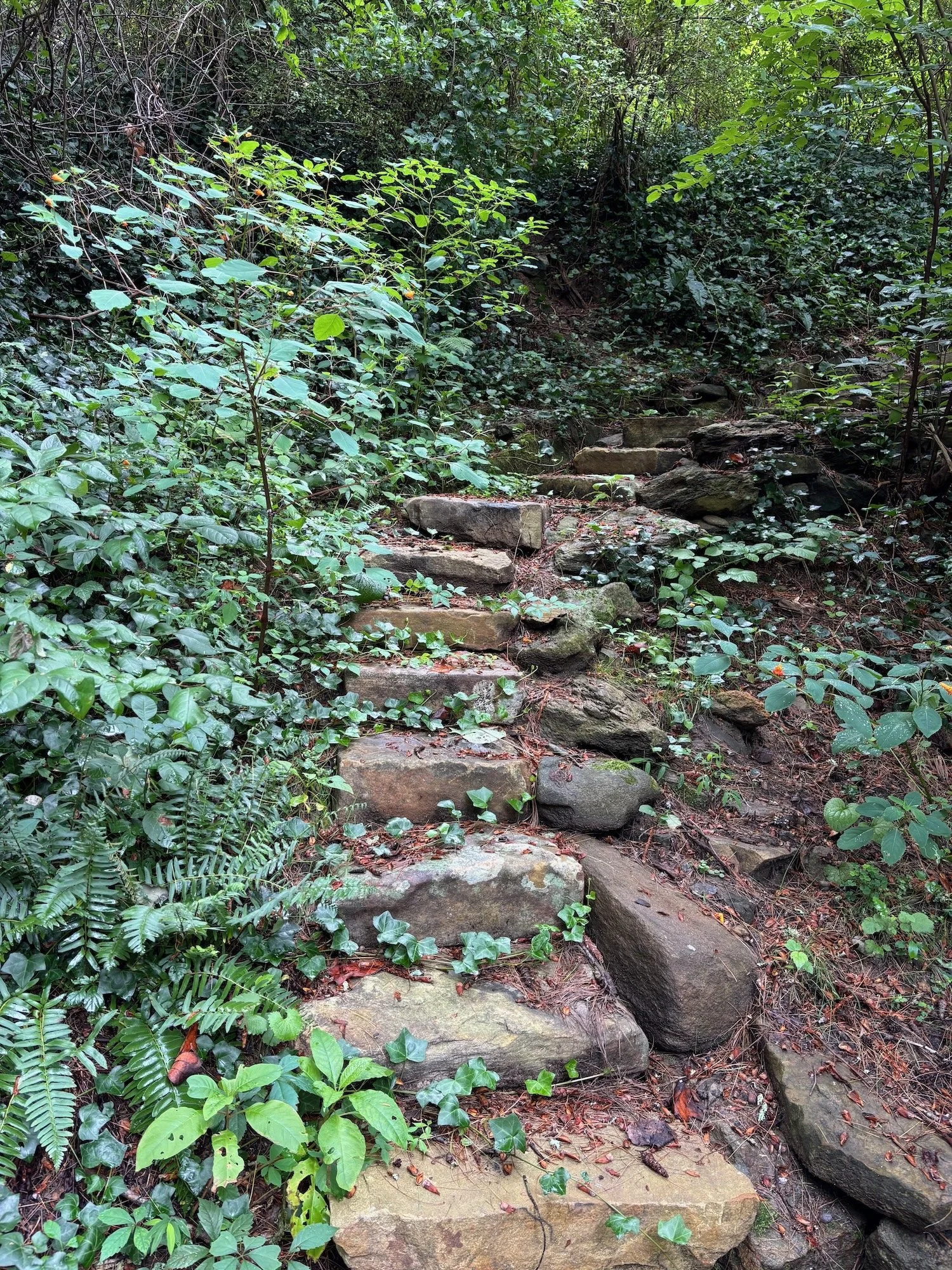 Rustic steps lead to a treehouse, Albemarle