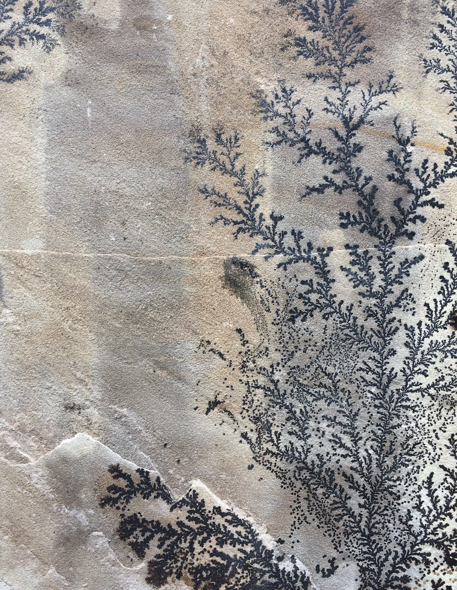 Dendrite pattern: not a fossil, rather a mineral intrusion