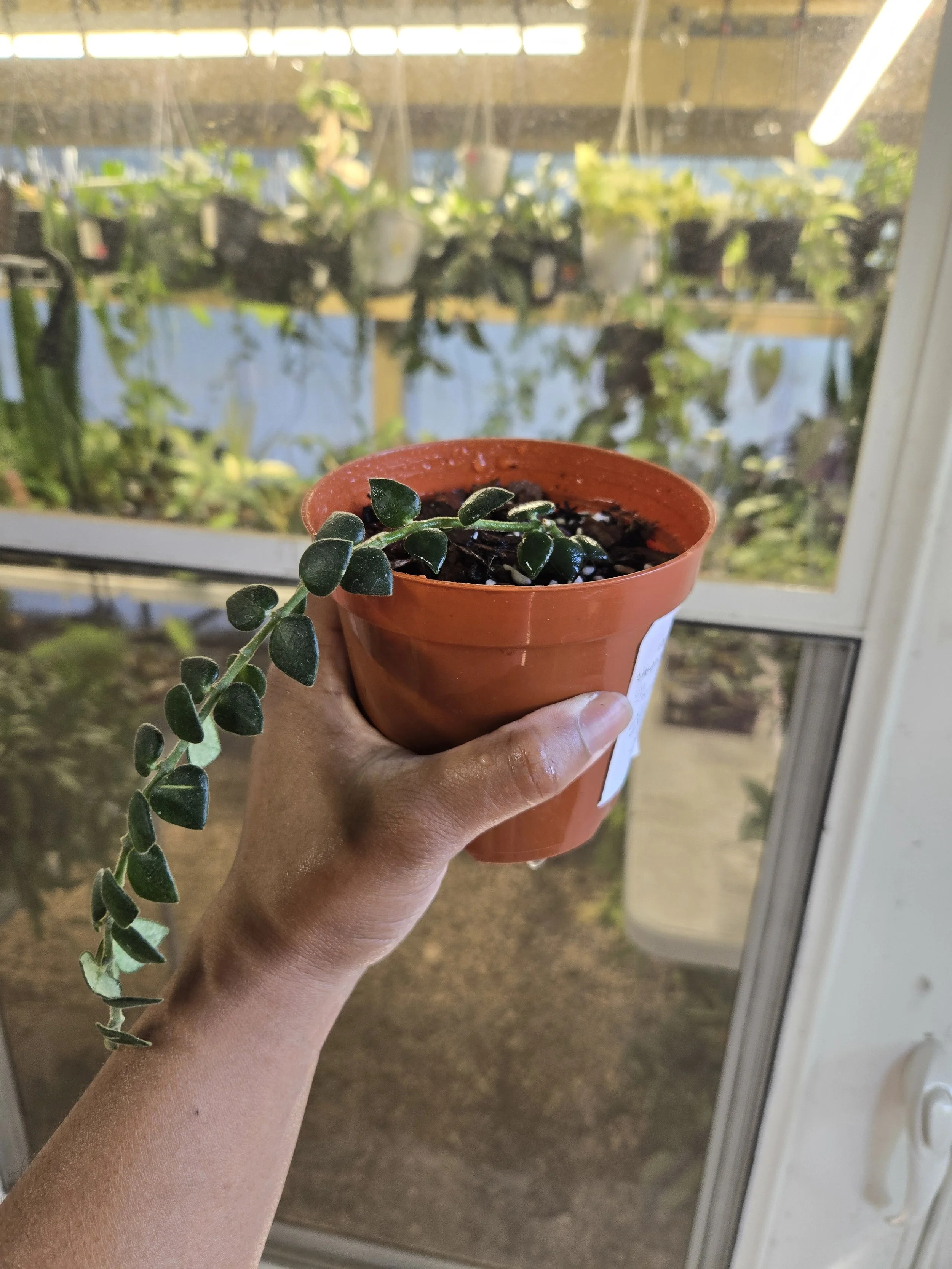 Hoya chinghungensis | 4" Pot