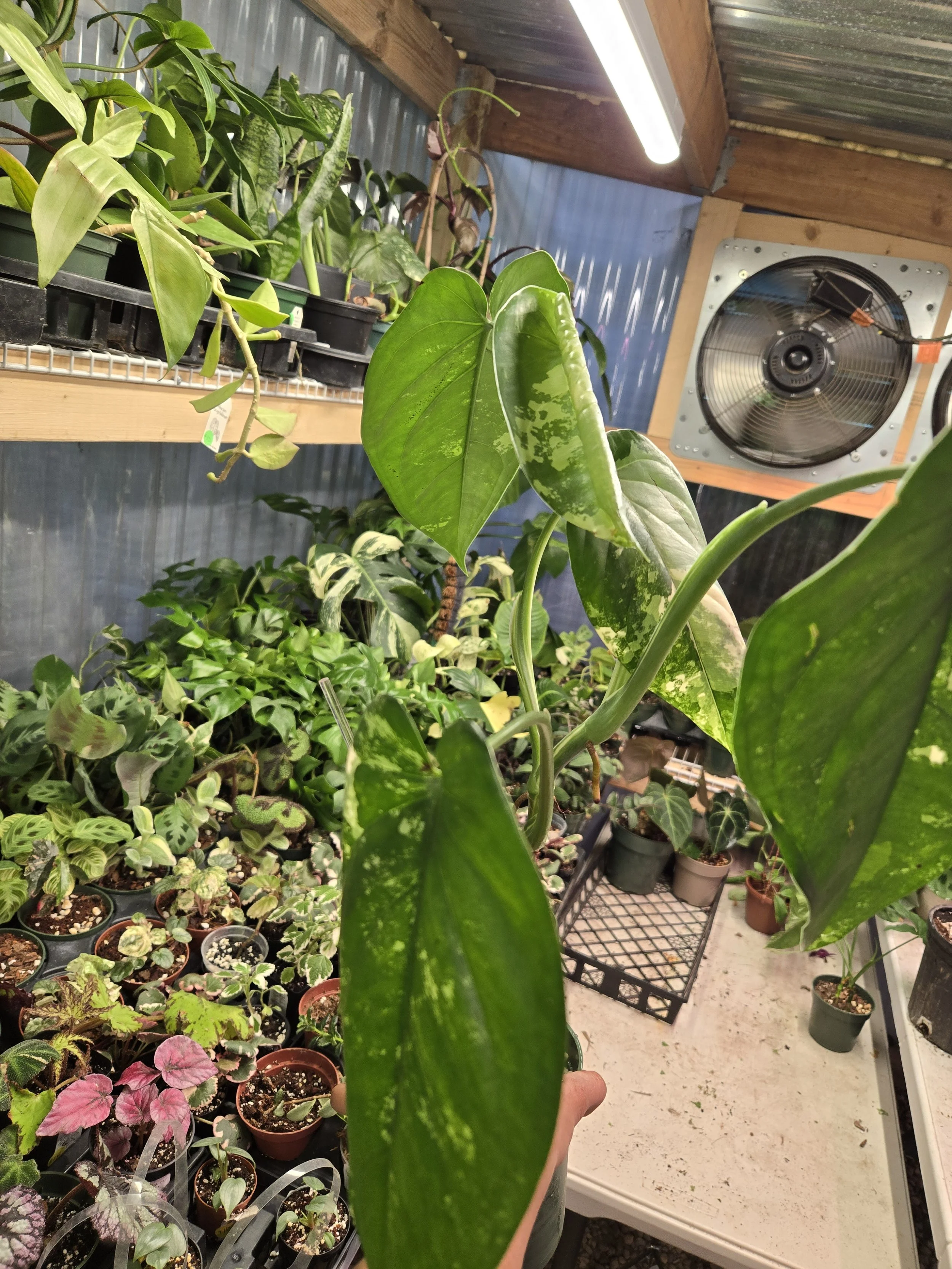 Syngonium  chiapense variegated | 5