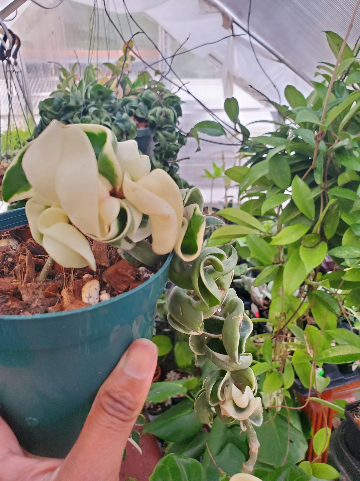 euphorbia erythrea variegata Euphorbia Erytrea Variegata - House Plants - Plant Shop