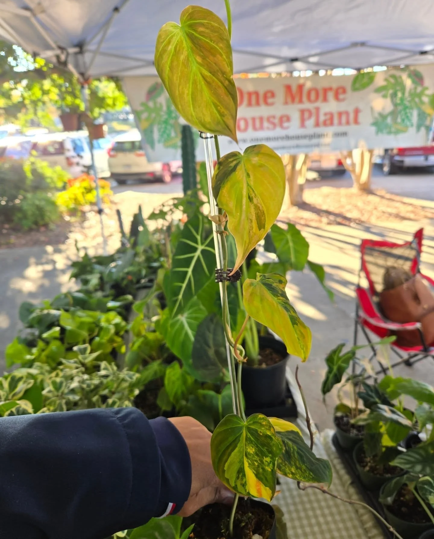 IMPORTANT NEWS,
This will be our final weekend at the Farmer’s Market for the year! With cooler weather creeping in, now’s the perfect time to stock up on all the planty goodness before the frost hits.
We’ve brought lots of new pla