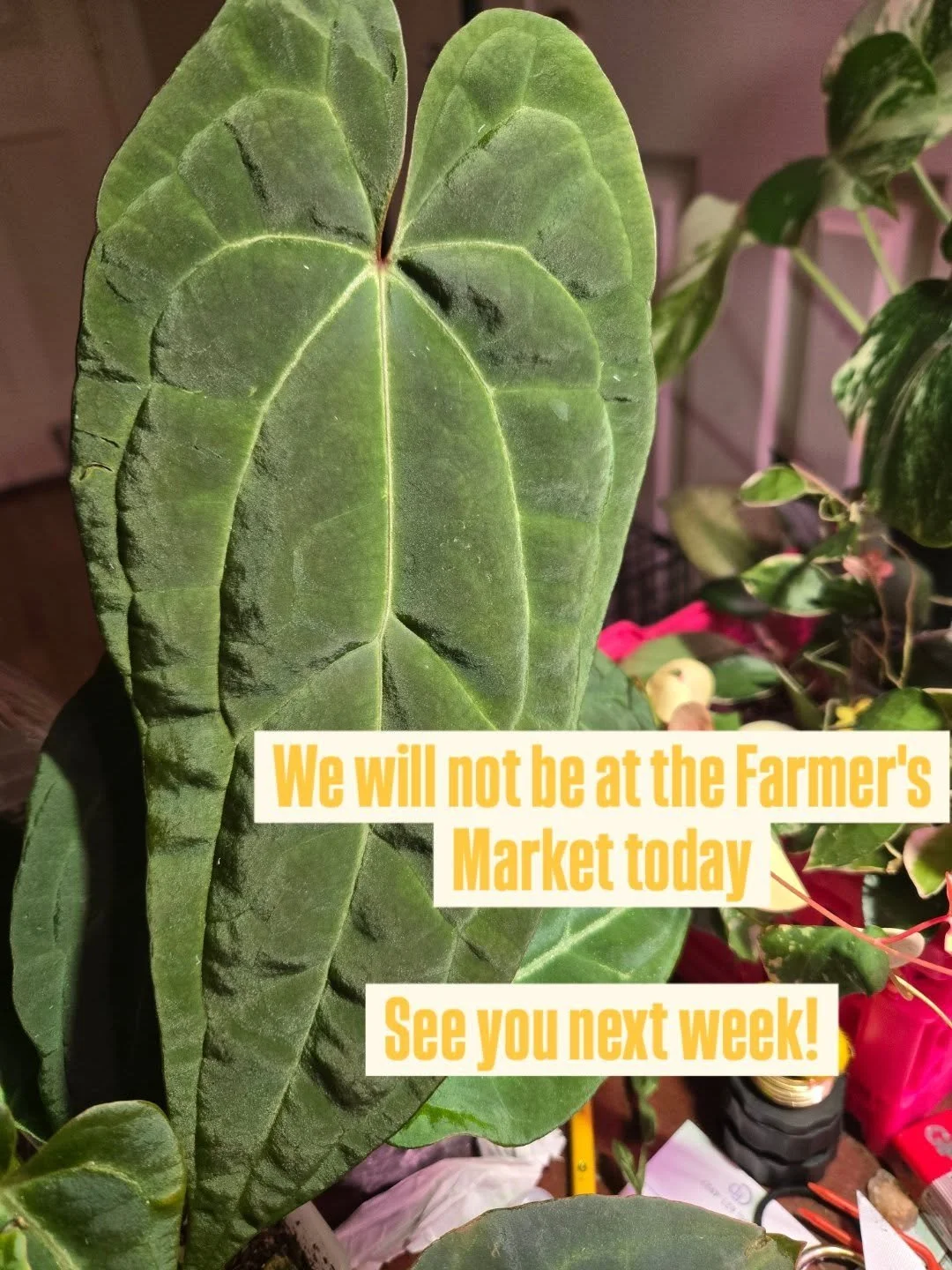 We're skipping the Farmer's Market today due to the weather, but that just means more $$ in your pocket for next week's deals! 
We're hoping to bring some unique plants next week -- weather permitting.
 Fingers crossed! π€ 
Stay warm ya'll!