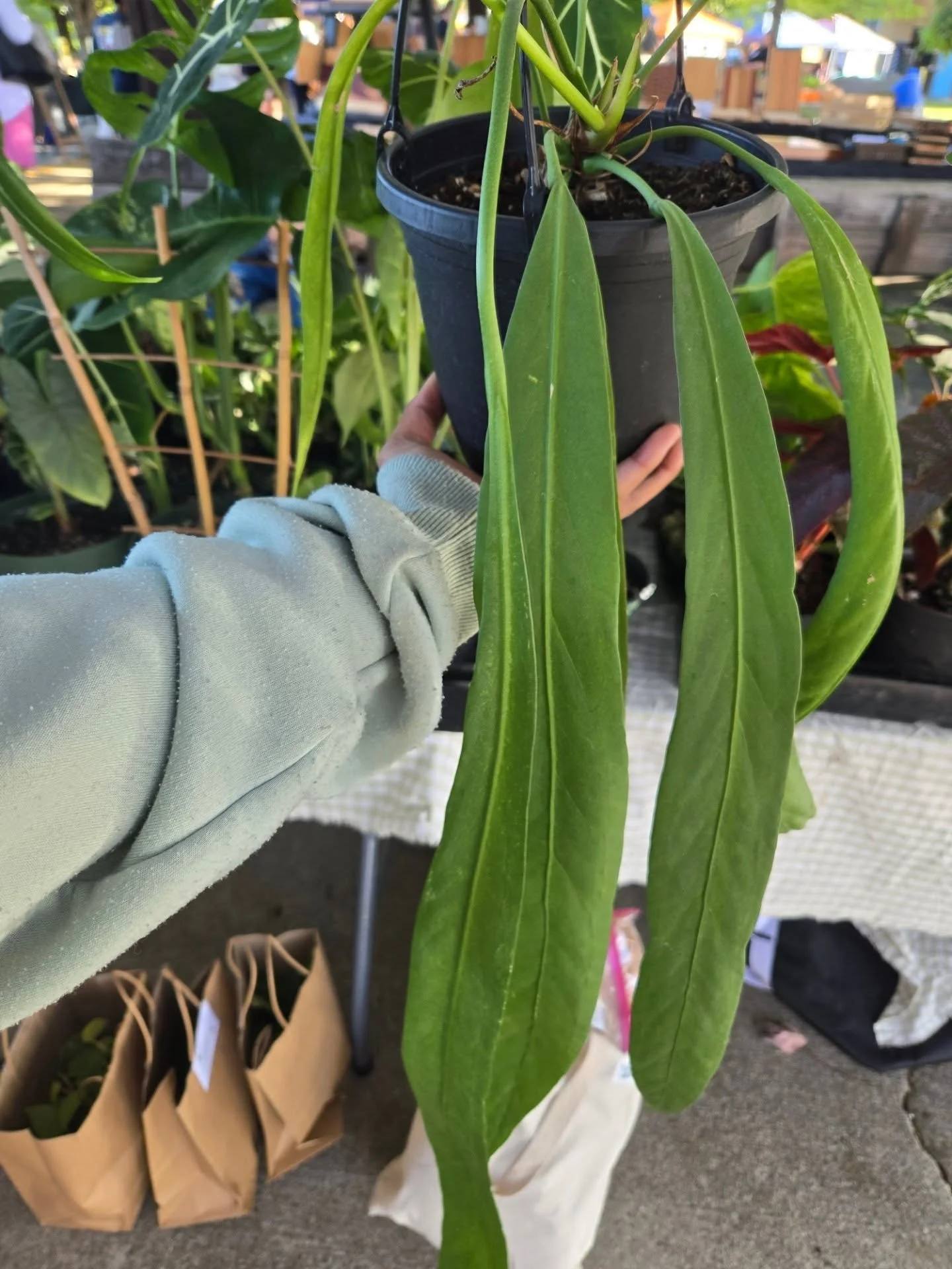 The RARES are out today at the farmers market! As we get into cooler weather, we will be bringing in as many uncommon plants to end the year with a bang! 
See something on our website but want to see it physically? Send us a message! 
See you all s